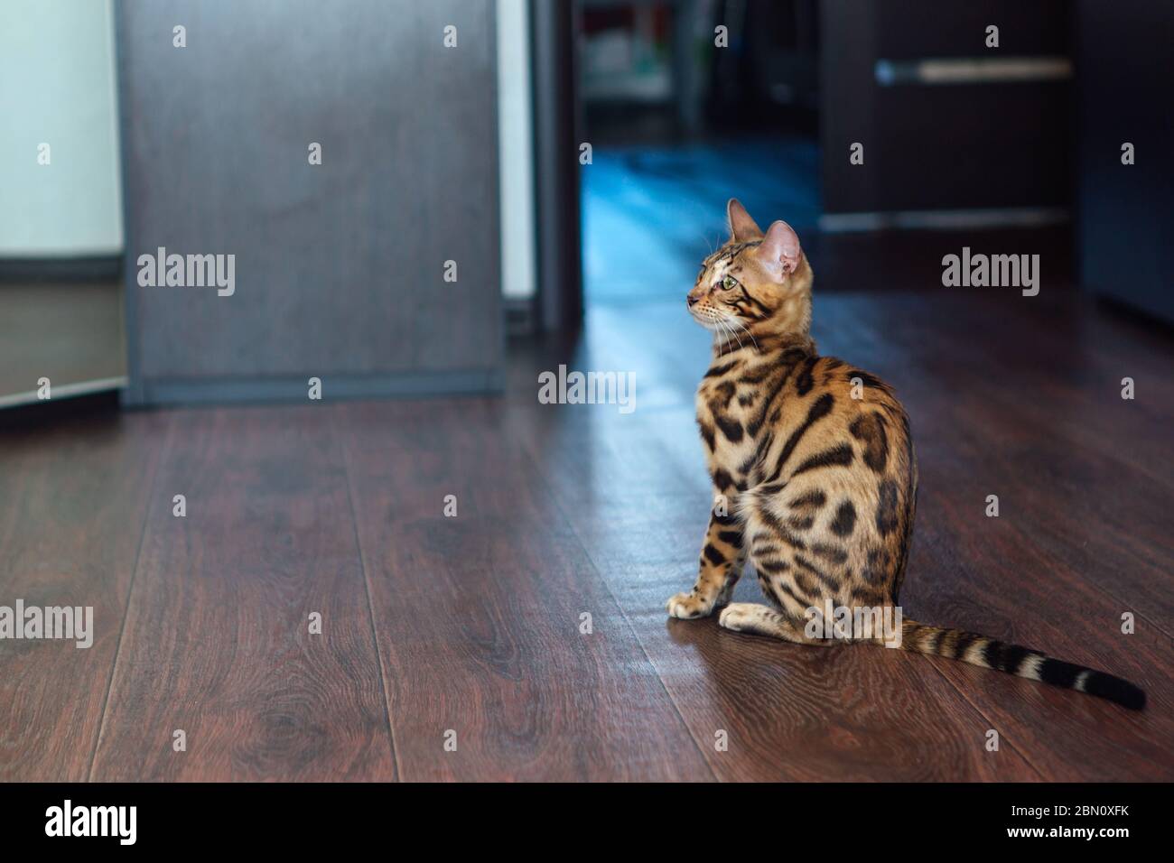 Young cute bengal cat sitting on the floor of the room at home Stock ...
