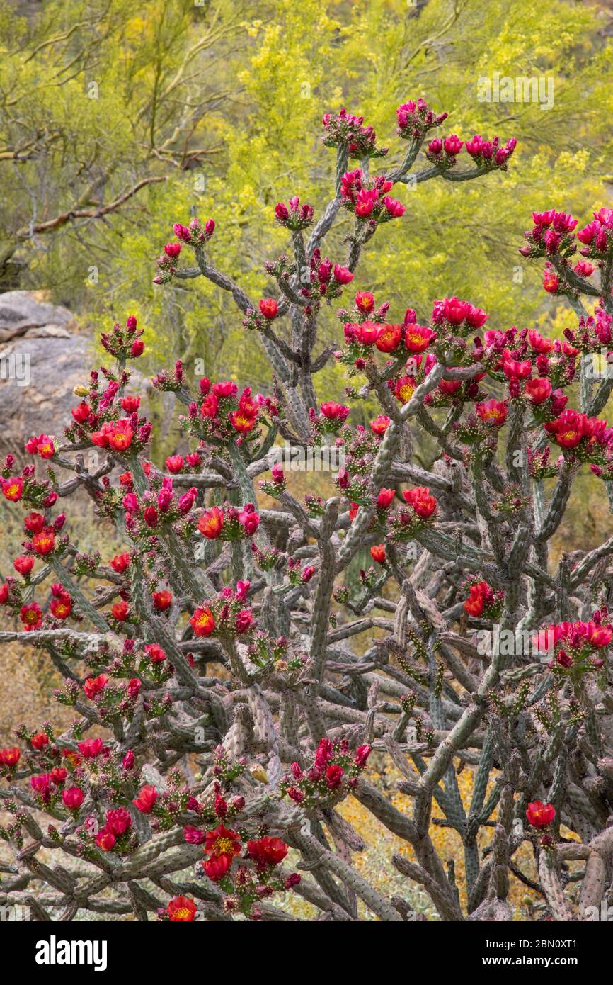 Cholla cactus flowers, Tortolita Mountains, Marana, near Tucson, Arizona. Stock Photo