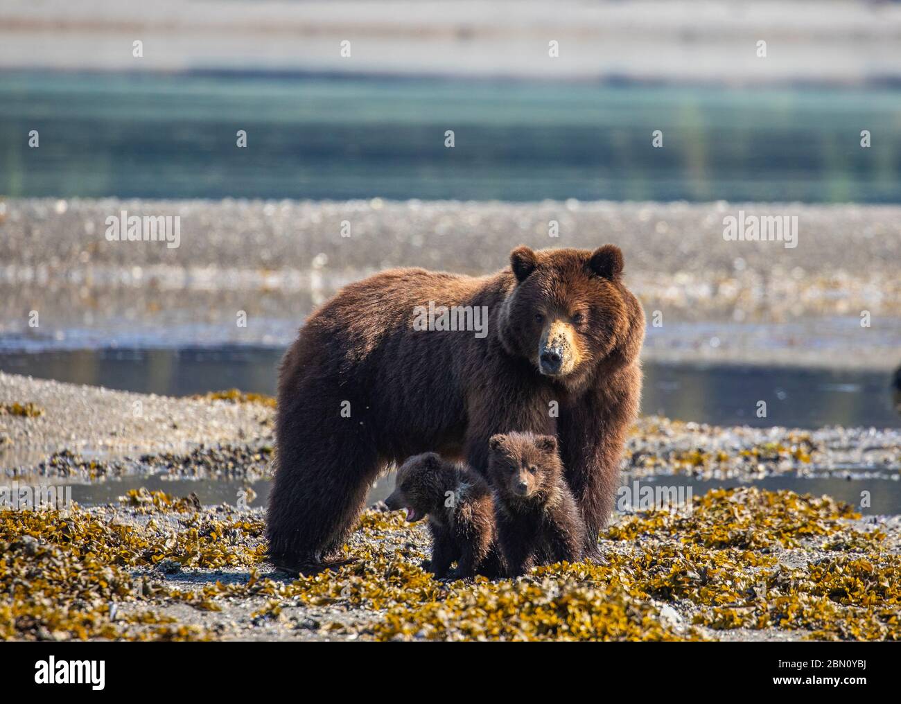 Brown bear familiy at Stan Price Wildlife Sanctuary, Pack Creek, Tongass National Forest, Alaska. Stock Photo