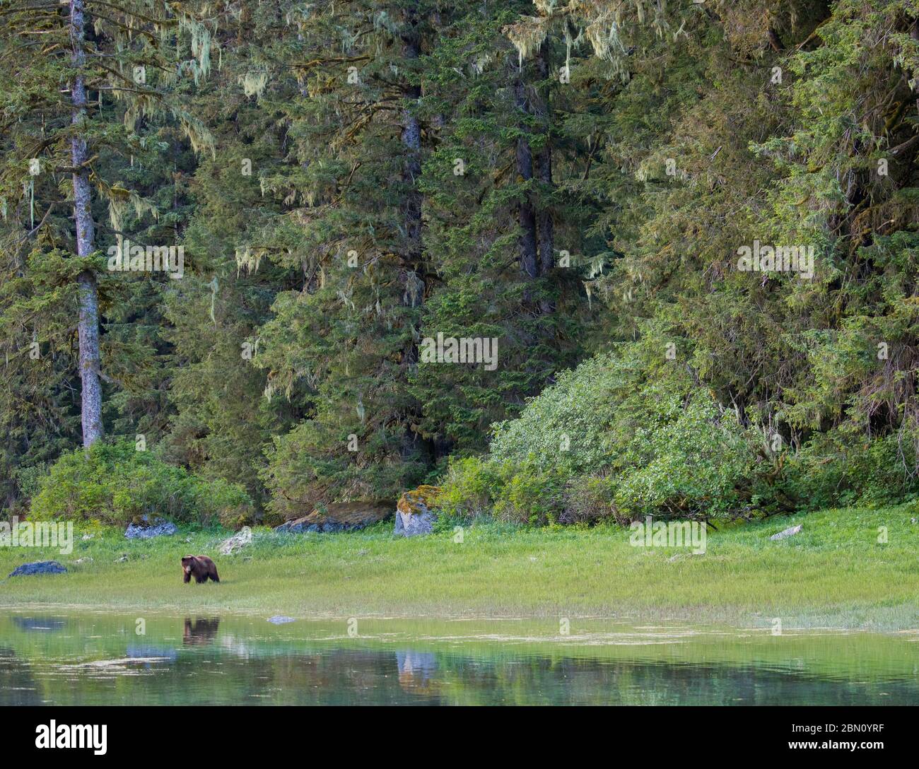 Brown Bear, Red Bluff, Baranof Island, Tongass National Forest, Alaska. Stock Photo