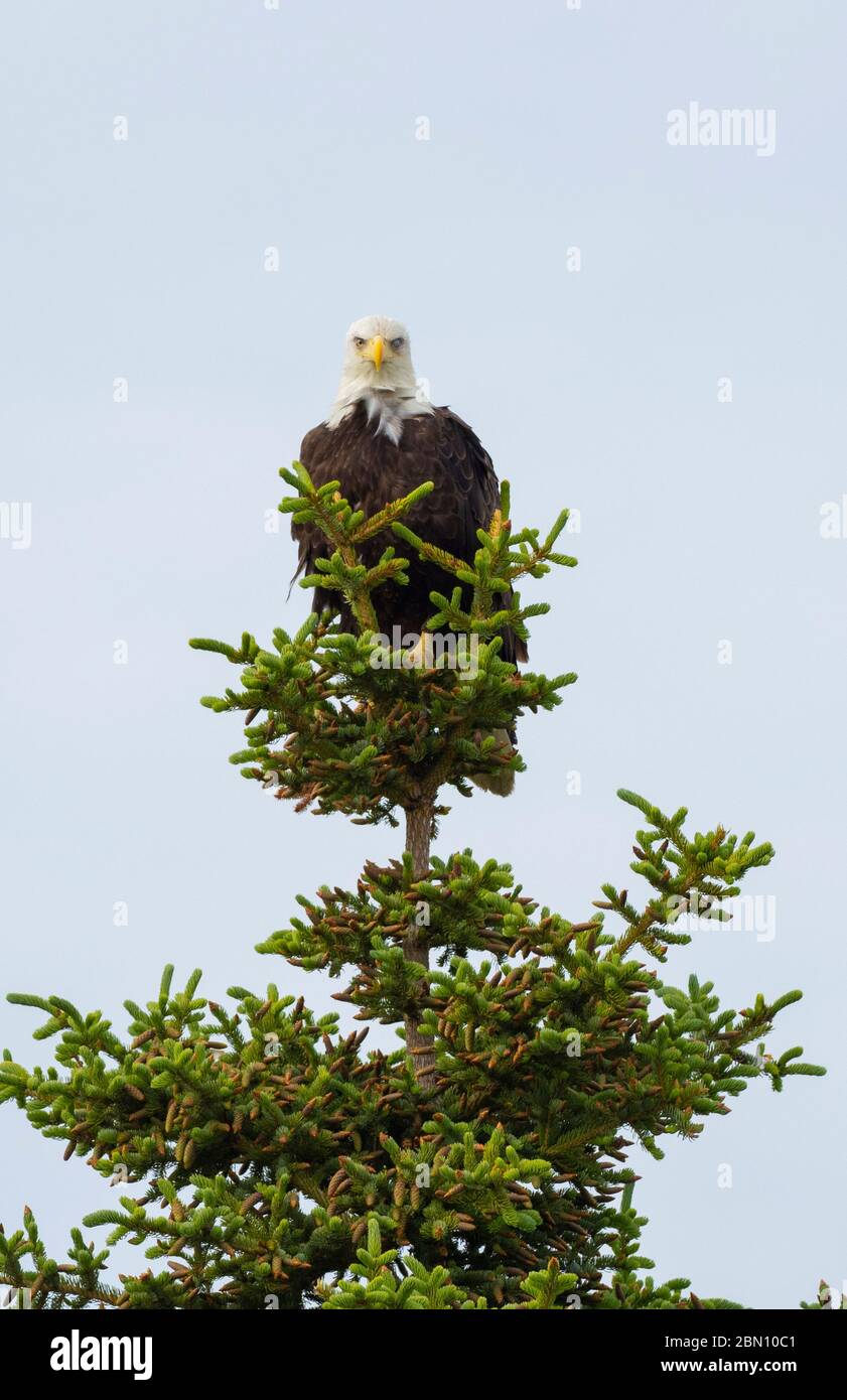 Bald Eagle, Lake Clark National Park, Alaska. Stock Photo