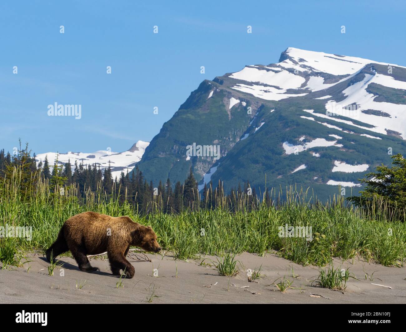 Grizzly Bear, Lake Clark National Park, Alaska. Stock Photo