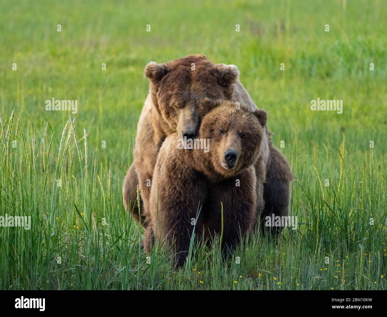 Brown / Grizzly Bear, Lake Clark National Park, Alaska Stock Photo - Alamy