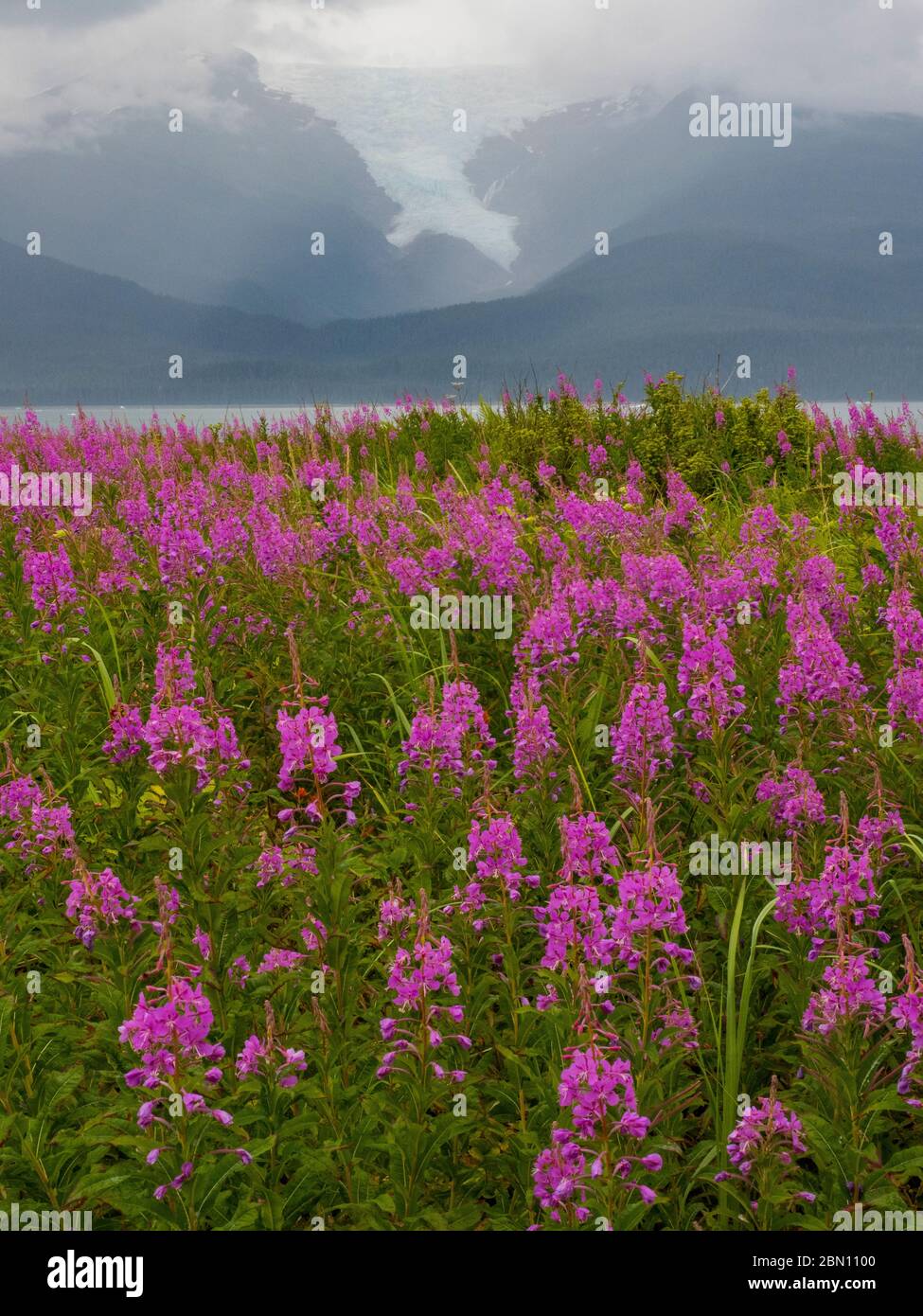 Fireweed field, Tracy Arm, Tongass National Forest, Alaska Stock Photo ...