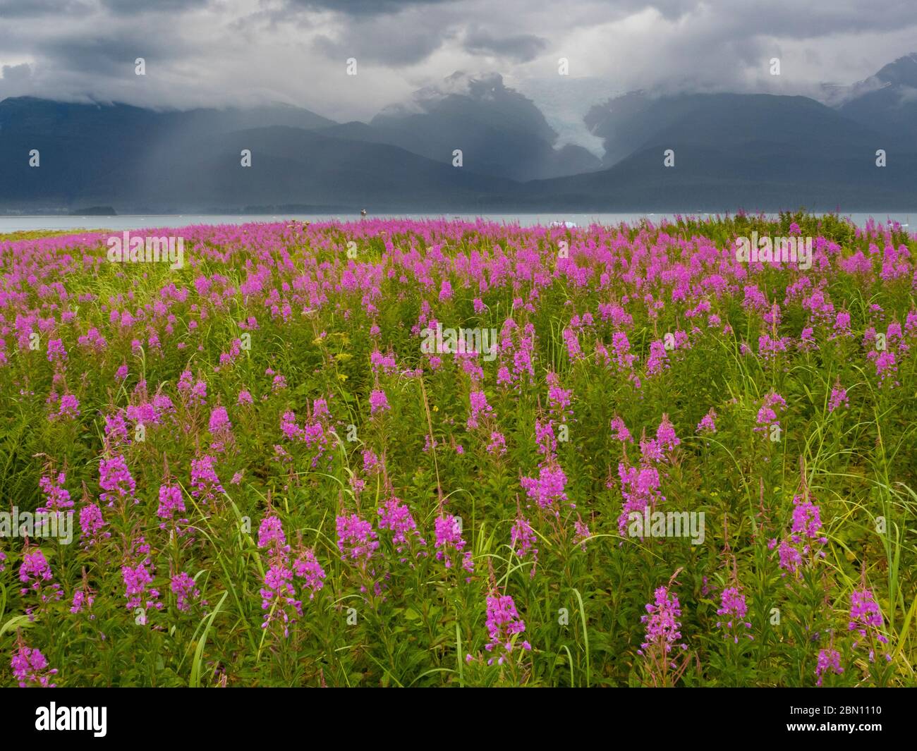 Fireweed Field Tracy Arm Tongass National Forest Alaska Stock Photo 