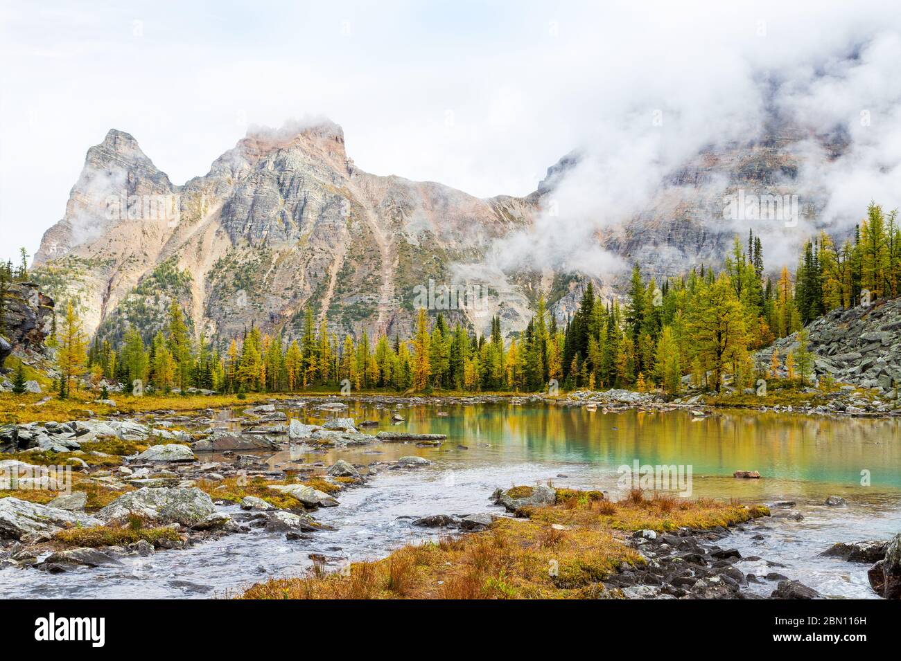 Autumn scene at Lake O'Hara in the Canadian Rockies of Yoho National Park with larch trees turning golden on Moor Lakes and heavy fog on Yukness Mount Stock Photo
