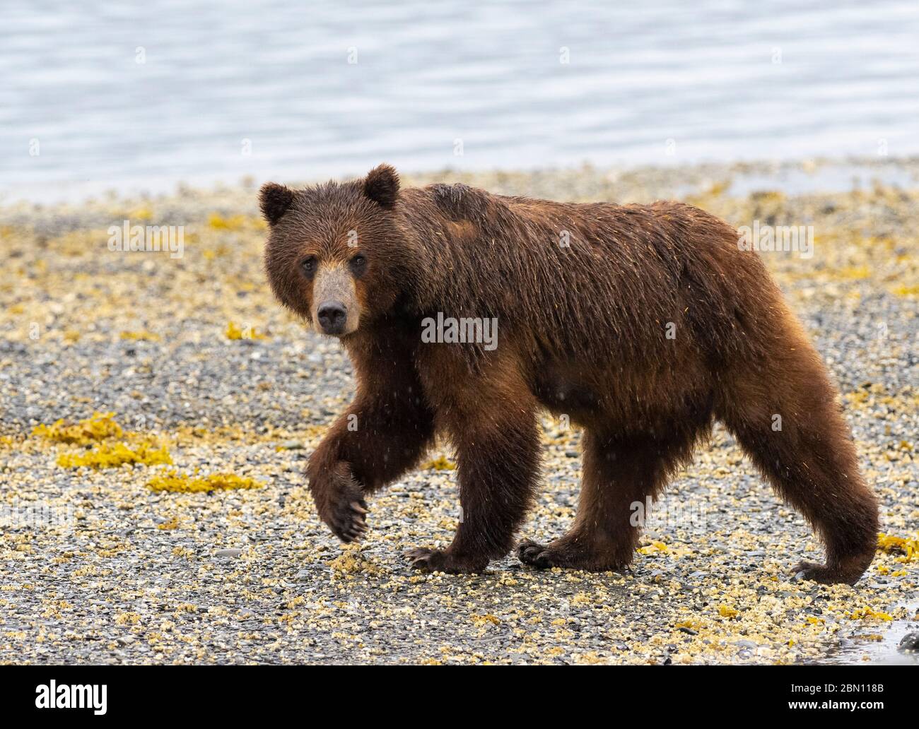 Admiralty Island Alaska Bear Hi res Stock Photography And Images Alamy Admiralty Island Alaska Bear Hi res Stock Photography And Images Alamy