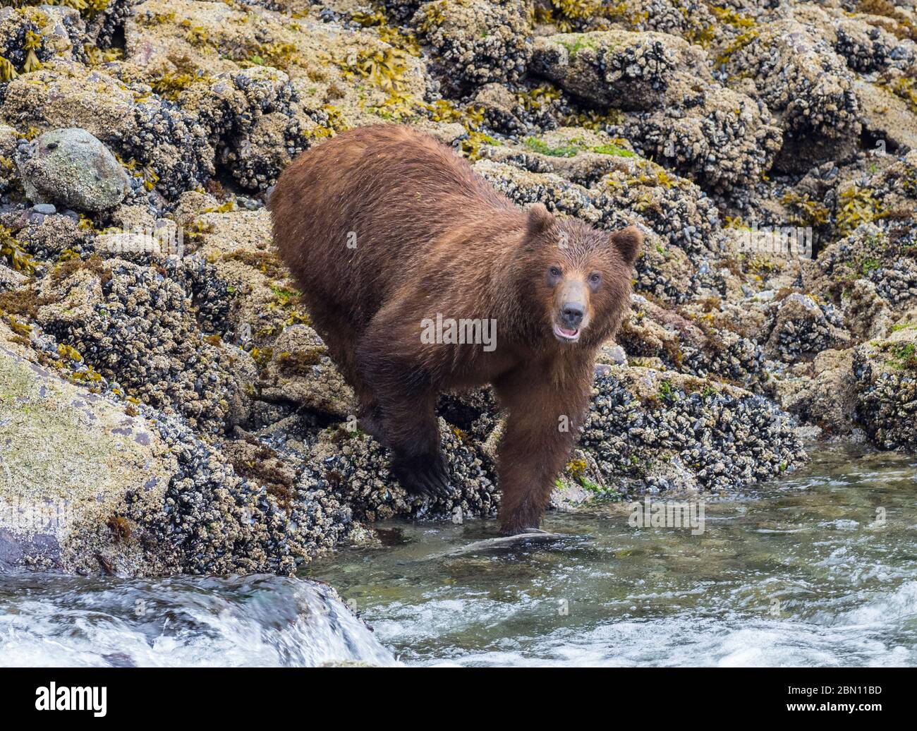 Brown bear, Baranof Island, Tongass National Forest, Alaska. Stock Photo