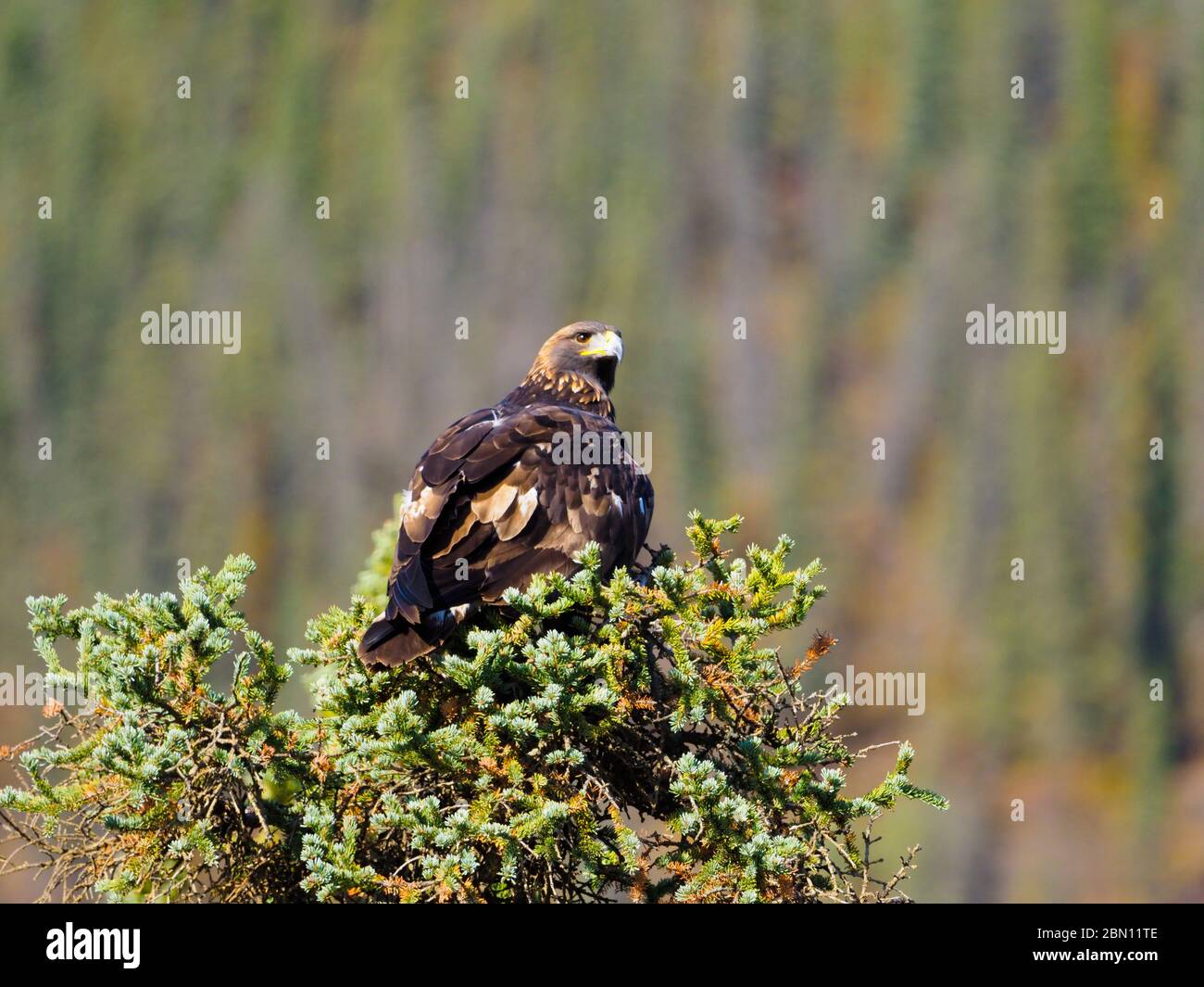 Golden eagle along the Dalton Highway, Brooks Range, Alaska. Stock Photo