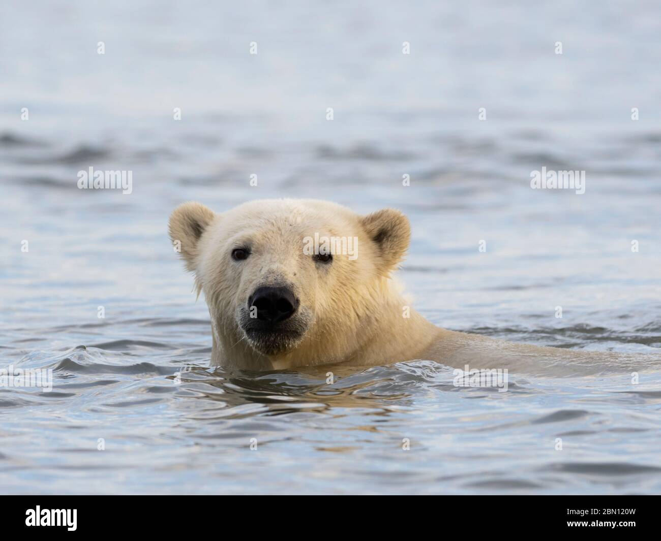 Polar bears (Ursus maritimus),  Arctic National Wildlife Refuge, Alaska. Stock Photo