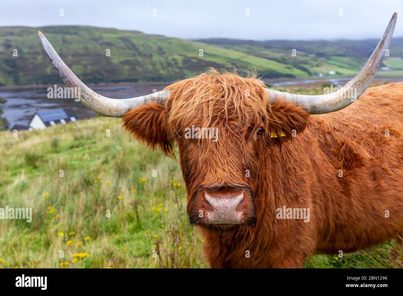 Scottish Highland Cow in Isle of Skye, United Kingdom Stock Photo - Alamy