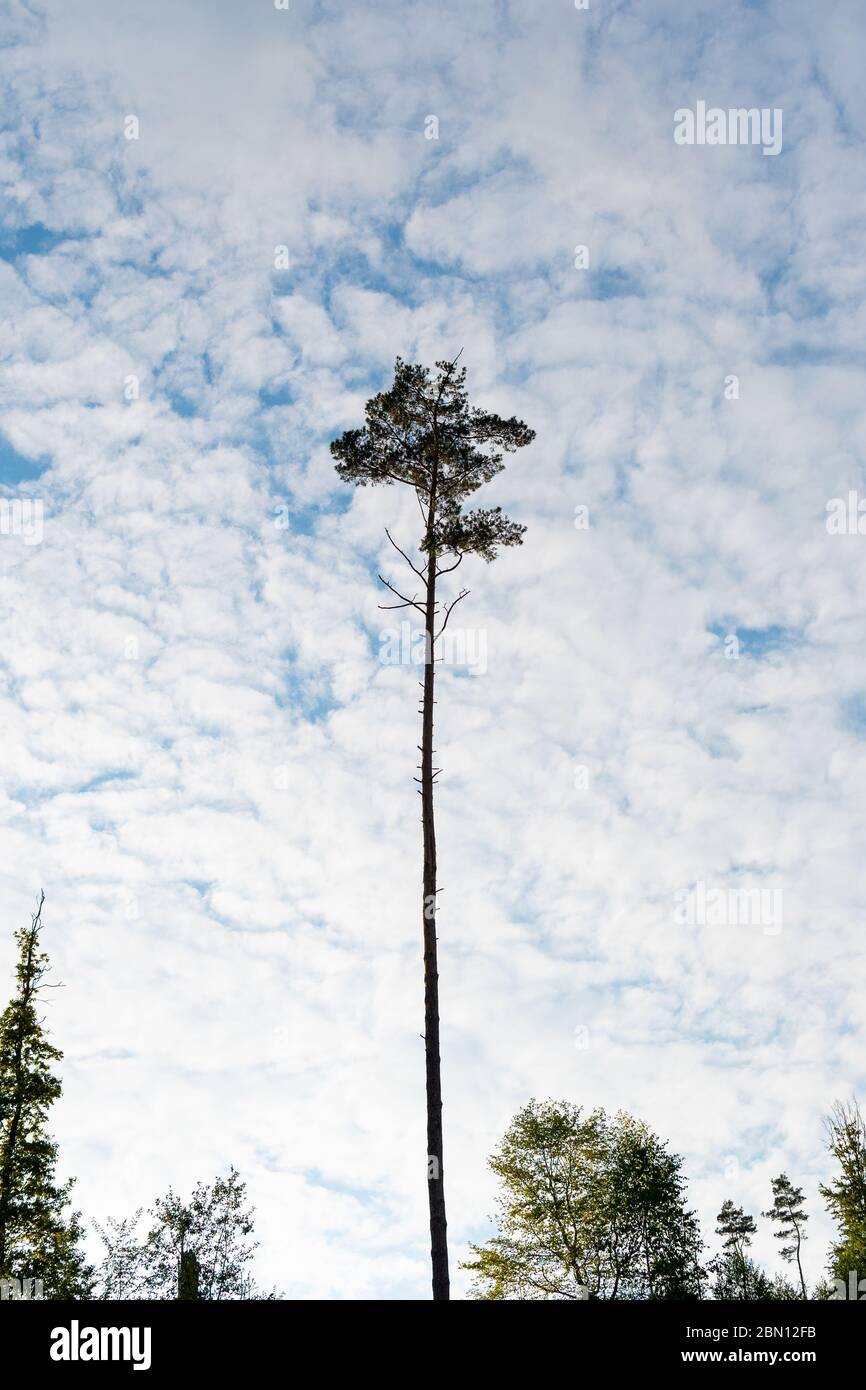 Single half dead tree on hill and cloudy sky Stock Photo