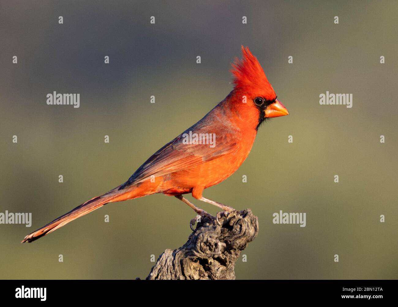 Northern Cardinal, Tortolita Mountains, Marana,  Arizona. Stock Photo