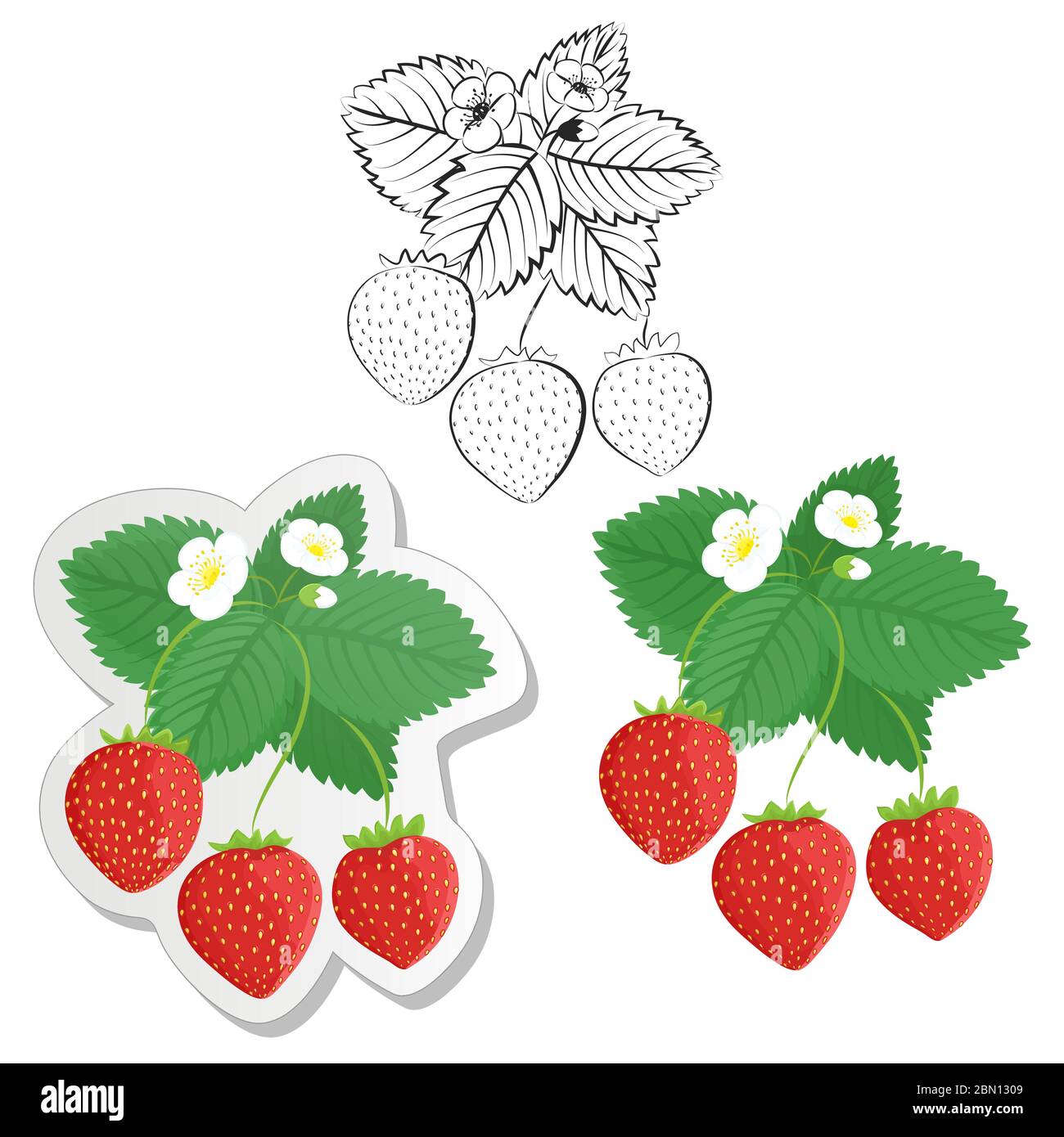 Strawberry plant and berries set. Collection of color, contour and sticker strawberries. Vector strawberries set isolated on white background. Fruit a Stock Vector
