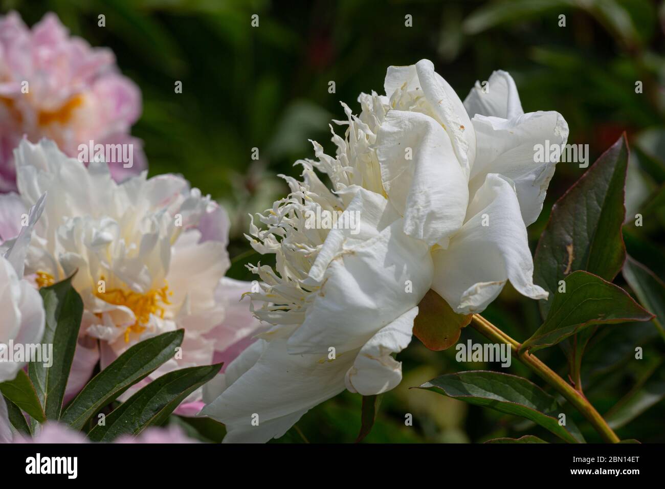Close-up of a blooming peony (paeonia) with white petals and filaments and blurry peonies in the background Stock Photo