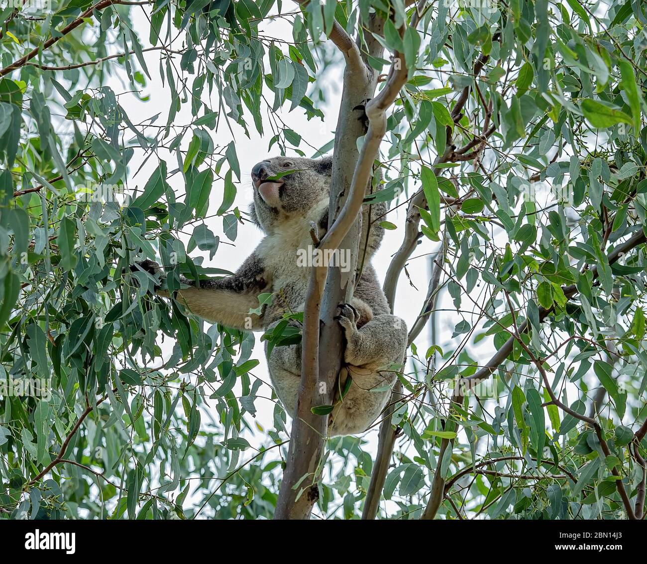 A female Australian koala with a joey in her perch reaching for eucalyptus leaves to feed on Stock Photo
