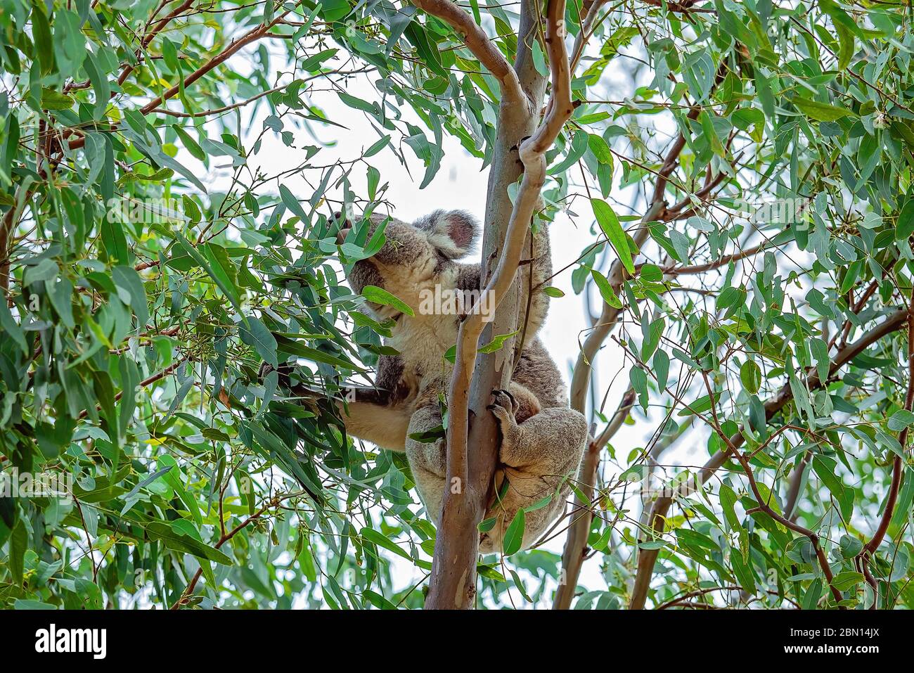 A female Australian koala with a joey in her pouch clinging to a tree branch as she feeds on eucalyptus leaves Stock Photo