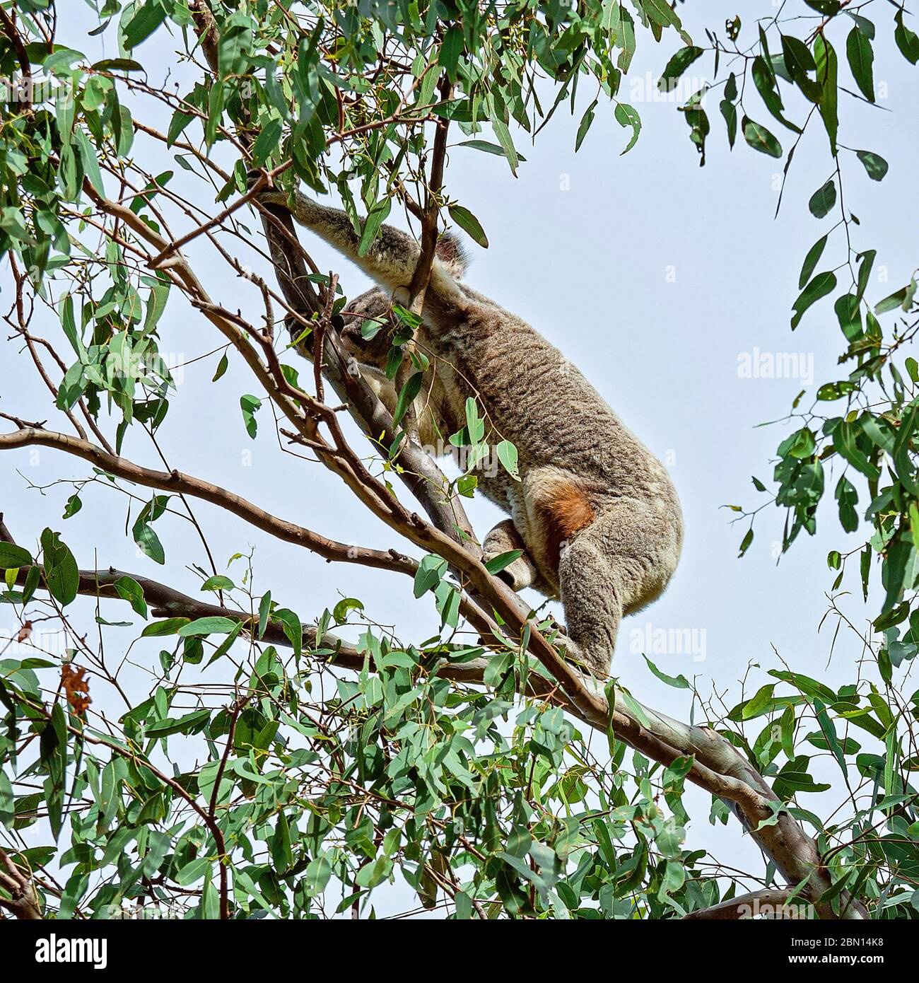 A female Australian koala climbing the branch of a eucalyptus tree with a joey in her pouch Stock Photo