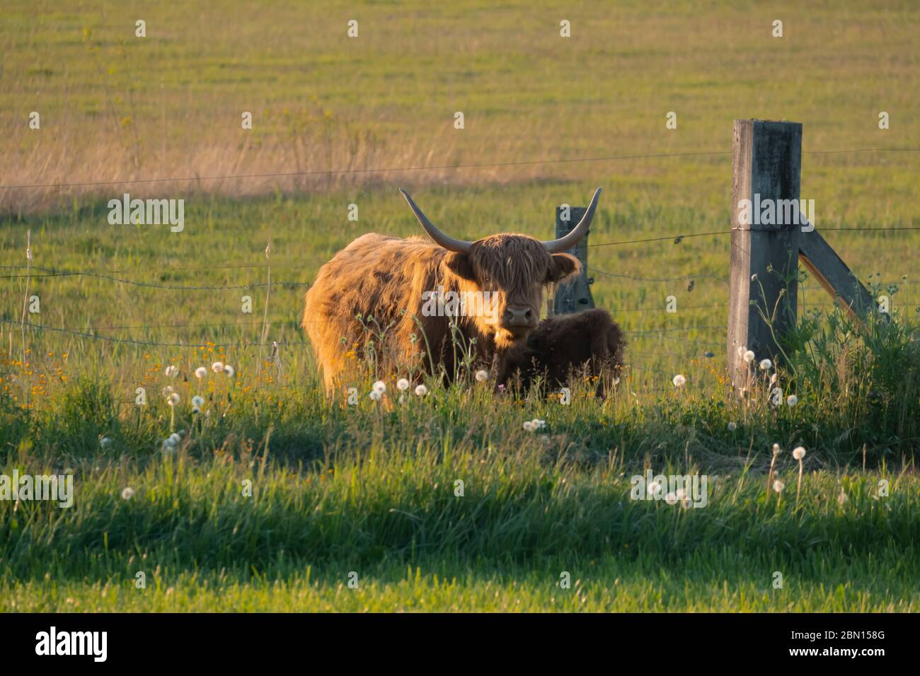 Scottish Highland cattle successfully breeding along the shores of the Zurich Lake near Pfaffikon, Freienbach, Schwyz, Sitzerland Stock Photo