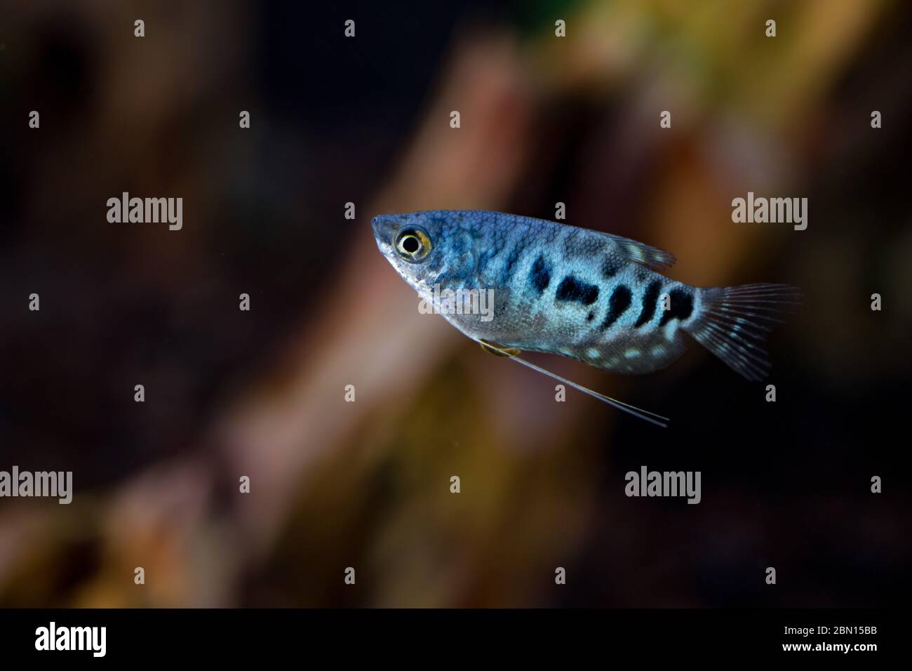 Blue Cosby Gourami, trichogaster trichopterus or Opaline Gouramis. Beautiful aquarium fish, whose body is mottled in black, swim freely in the water. Stock Photo