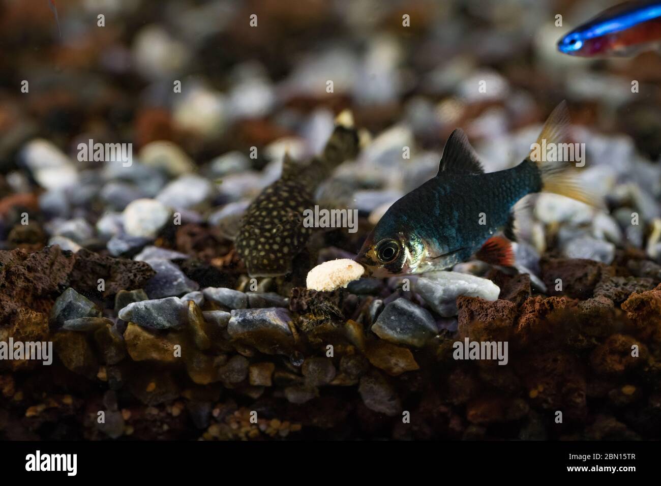 The Tiger Barb Puntius tetrazona or green barbus, shares food with Ancistrus they are known as bushynose or bristlenose catfish. Stock Photo