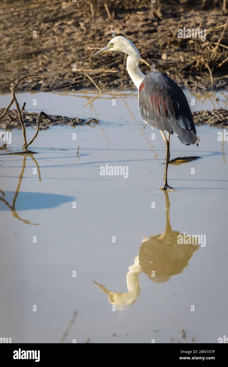 White-necked Pacific heron and its perfect reflection, Ardea pacifica, standing in a wetland habitat in Townsville, North Queensland in Australia. Stock Photo