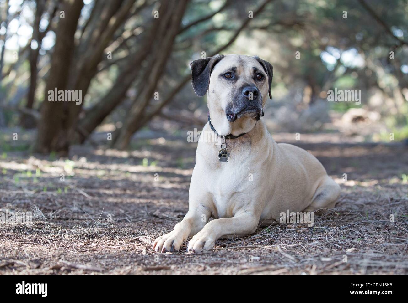 staffordshire bull terrier rescues