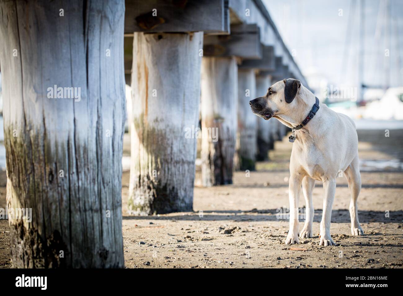 Bullmastiff x Staffordshire Bull Terrier rescue dog, Melbourne