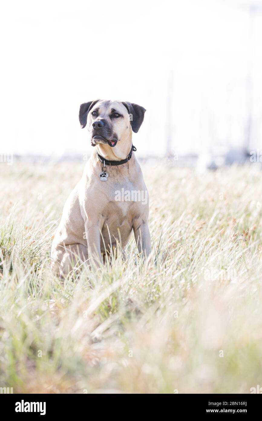 Bullmastiff sales staffordshire mix