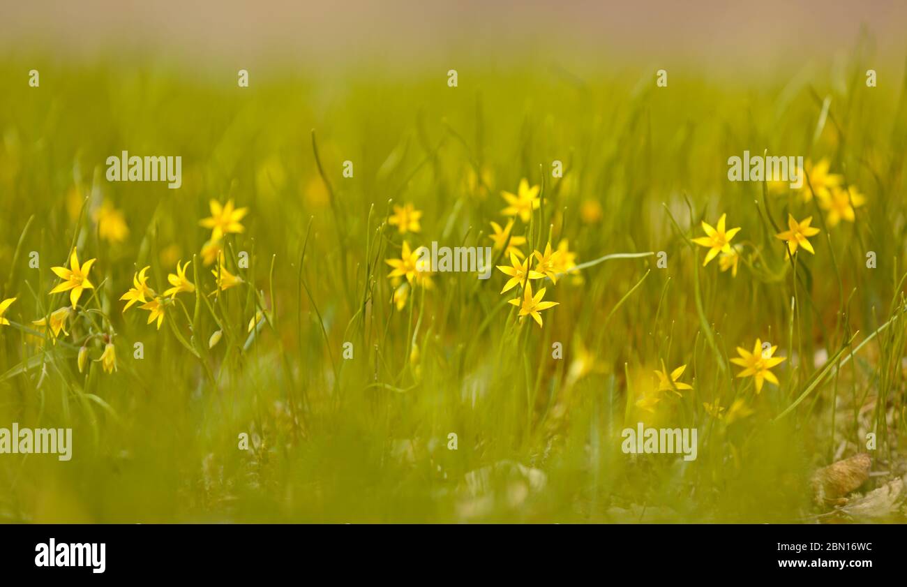 Least Gagea (Gagea Minima) blooming with small yellow flowers at spring time in garden Stock Photo