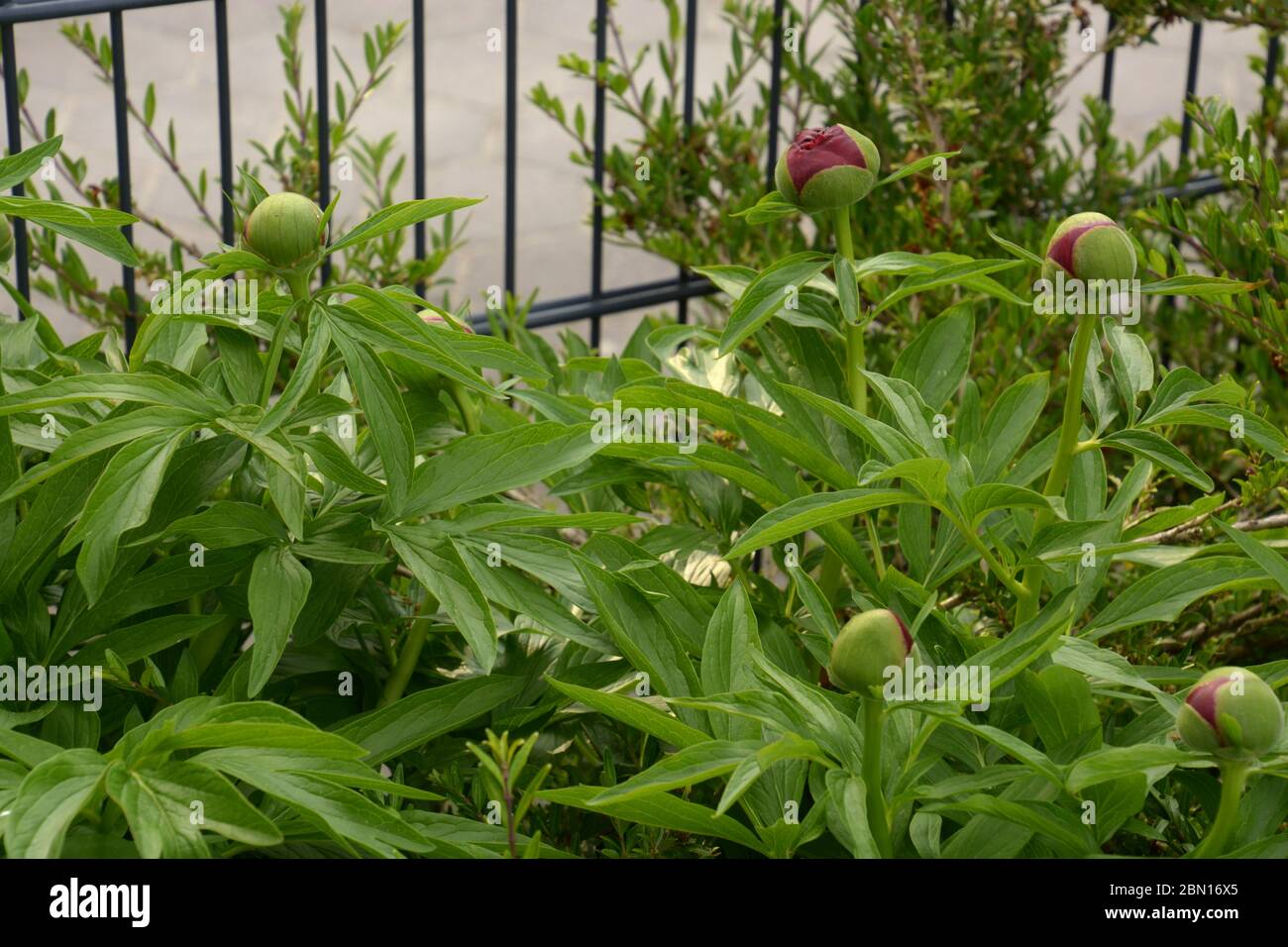 Red garden peony buds bloom in late spring Stock Photo