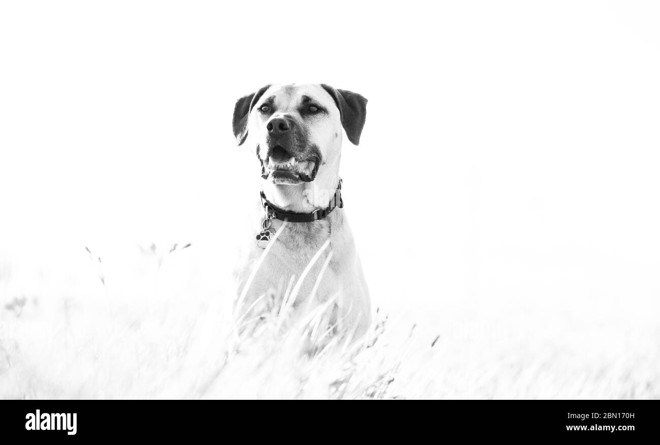 Bullmastiff x Staffordshire Bull Terrier rescue dog, Melbourne