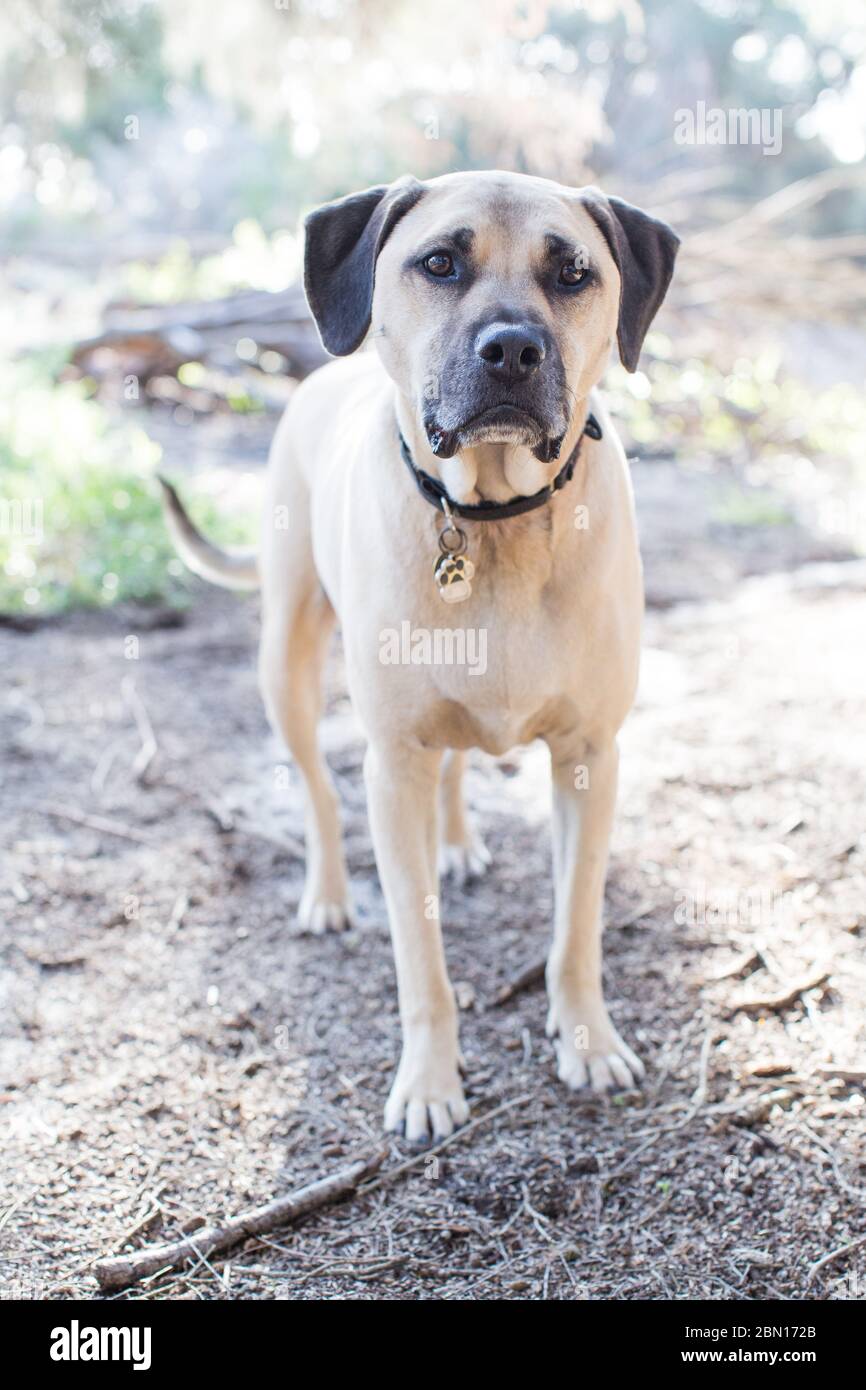 english staffy x bullmastiff