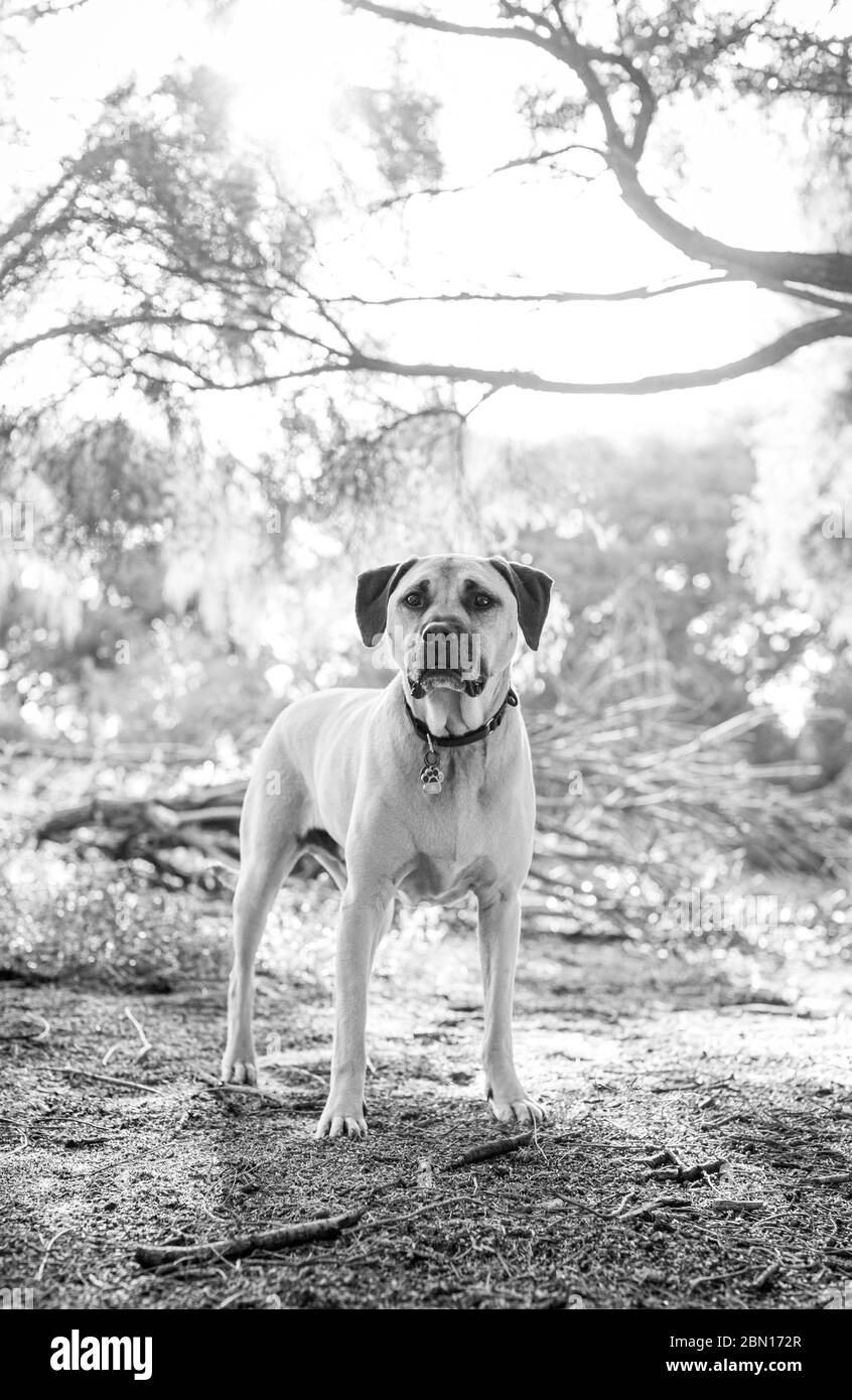 Bullmastiff x Staffordshire Bull Terrier rescue dog, Melbourne