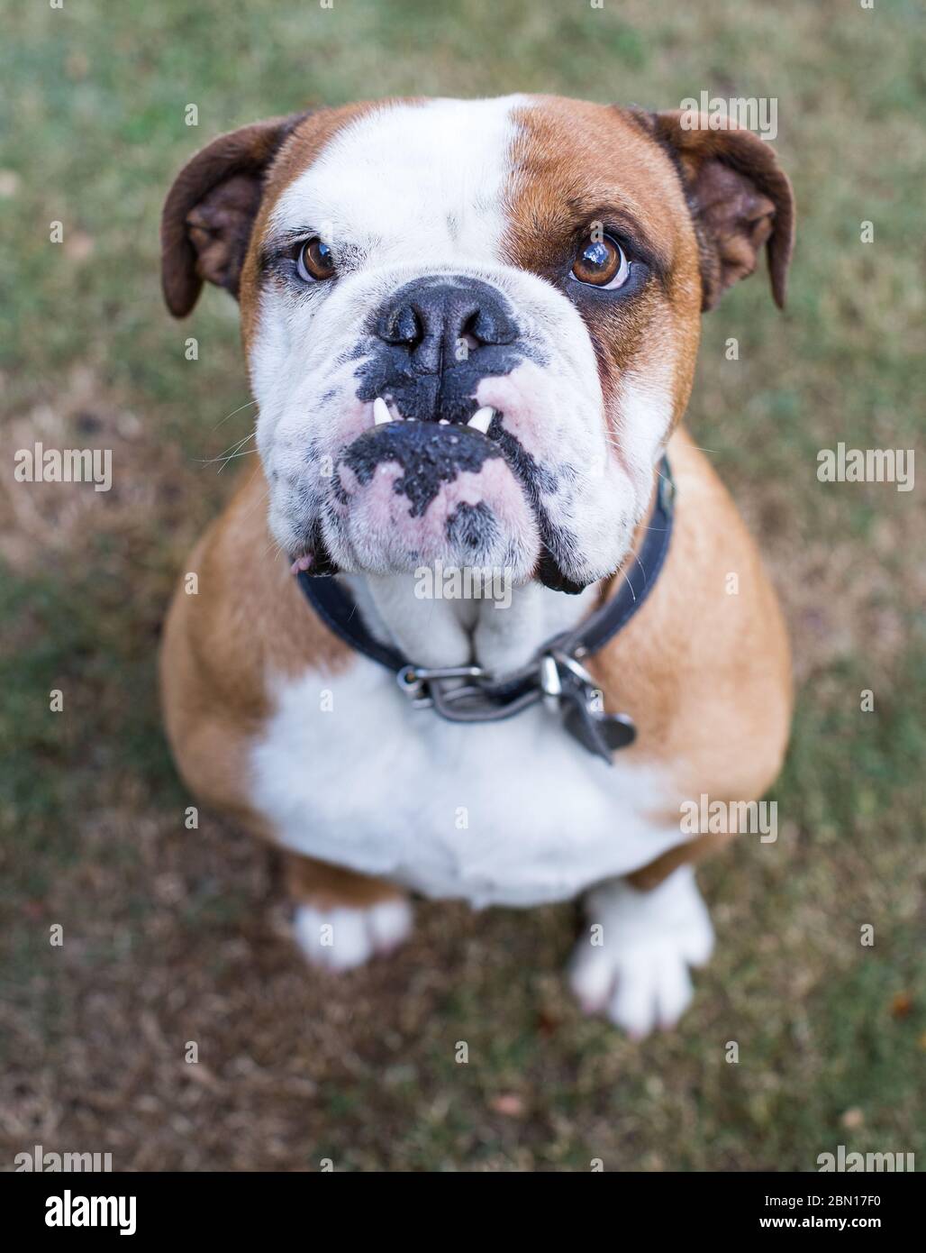 Female English Bulldog Stock Photo