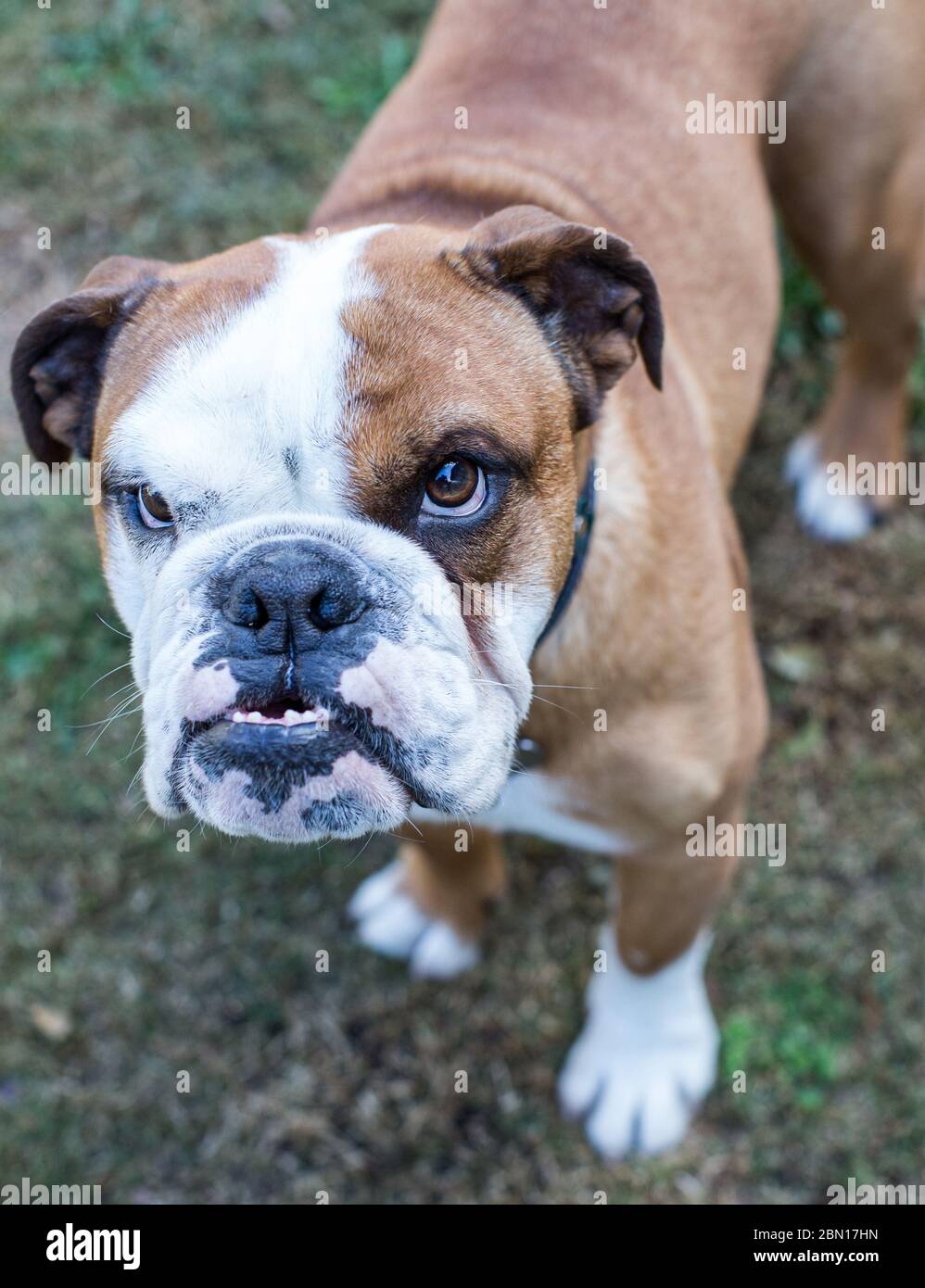 Female English Bulldog Stock Photo