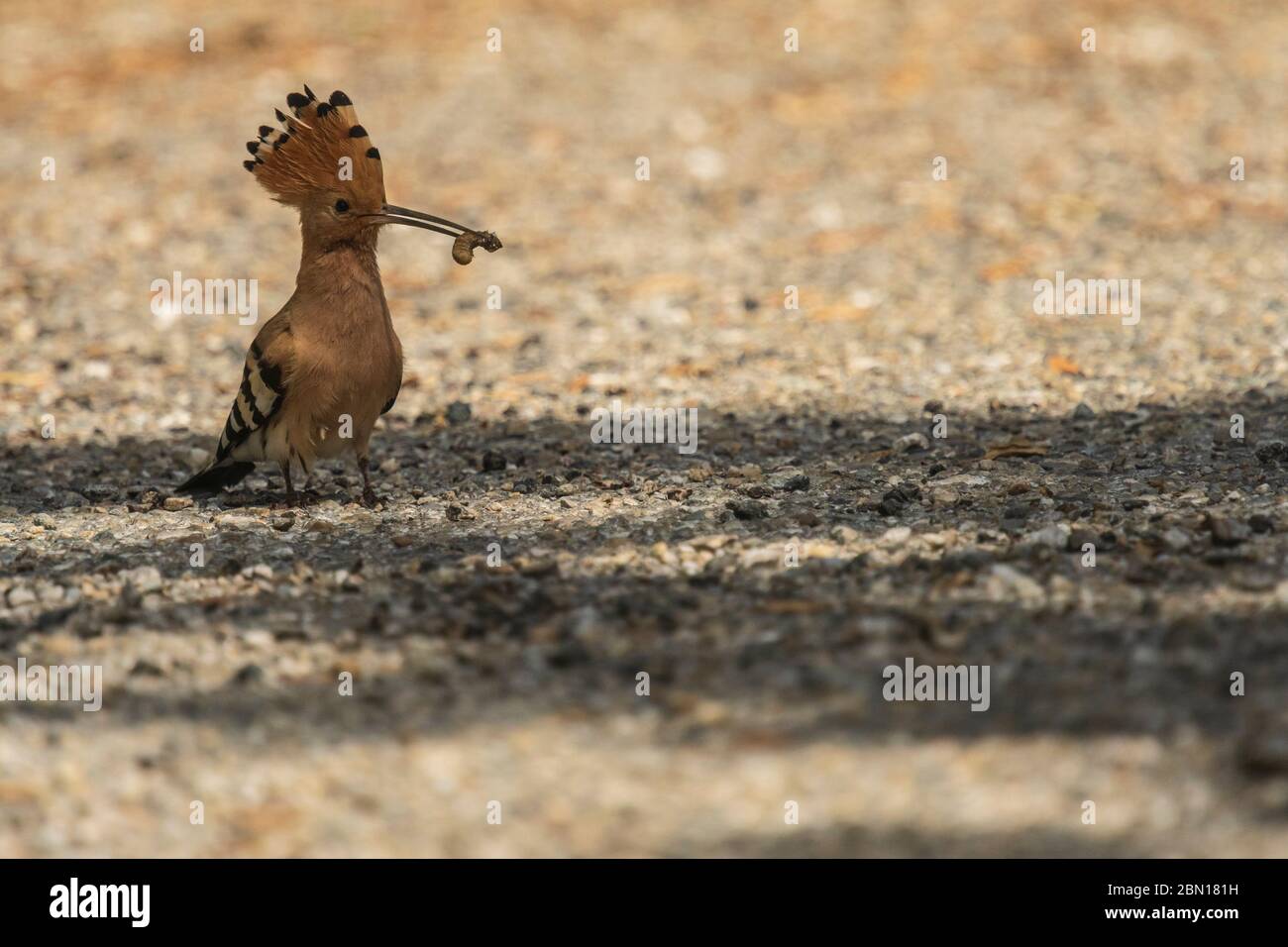 A Hoopoe bird on the ground with food in its bill , Provence, France