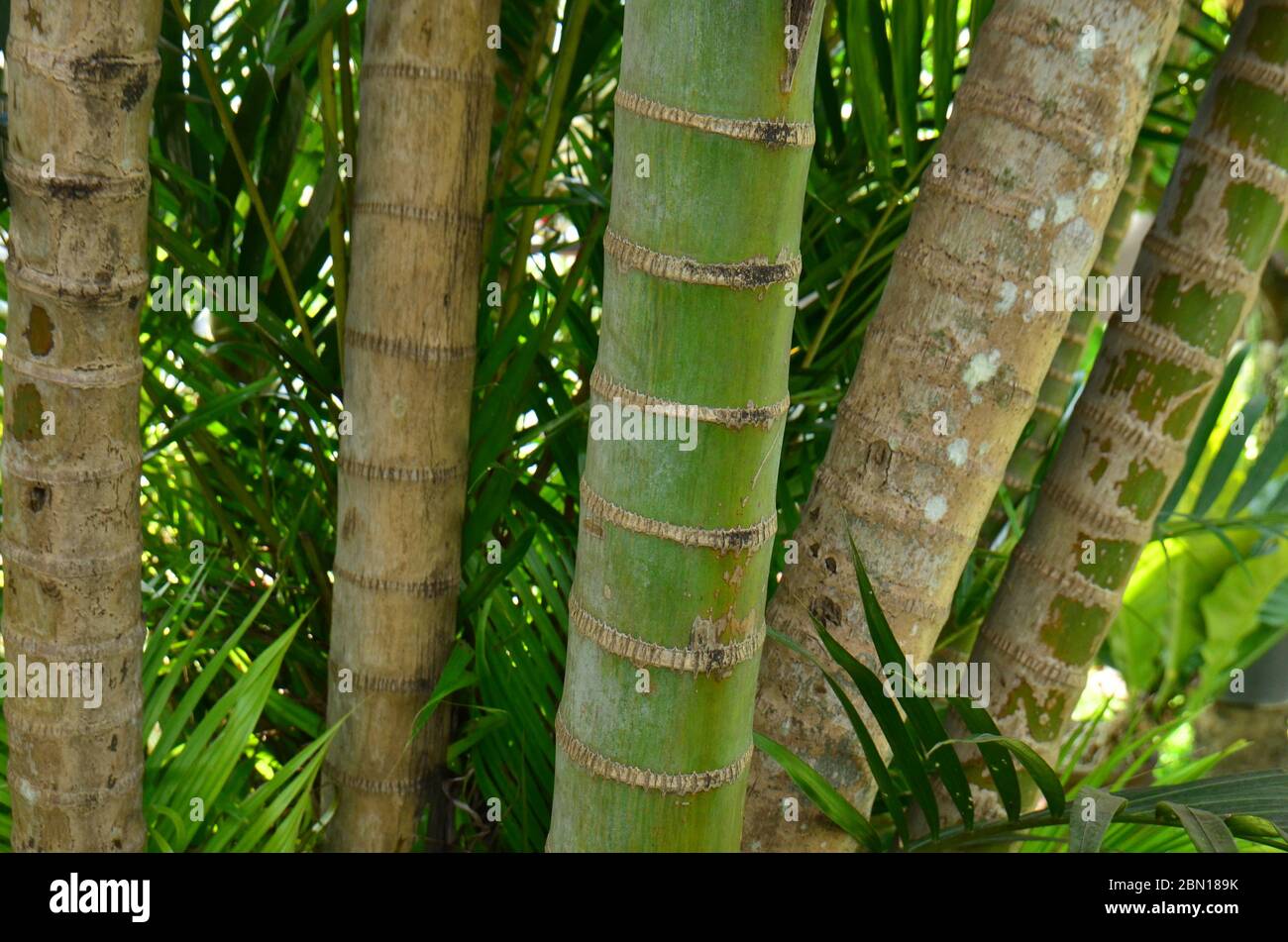 fresh bamboo in the tropical garden Stock Photo
