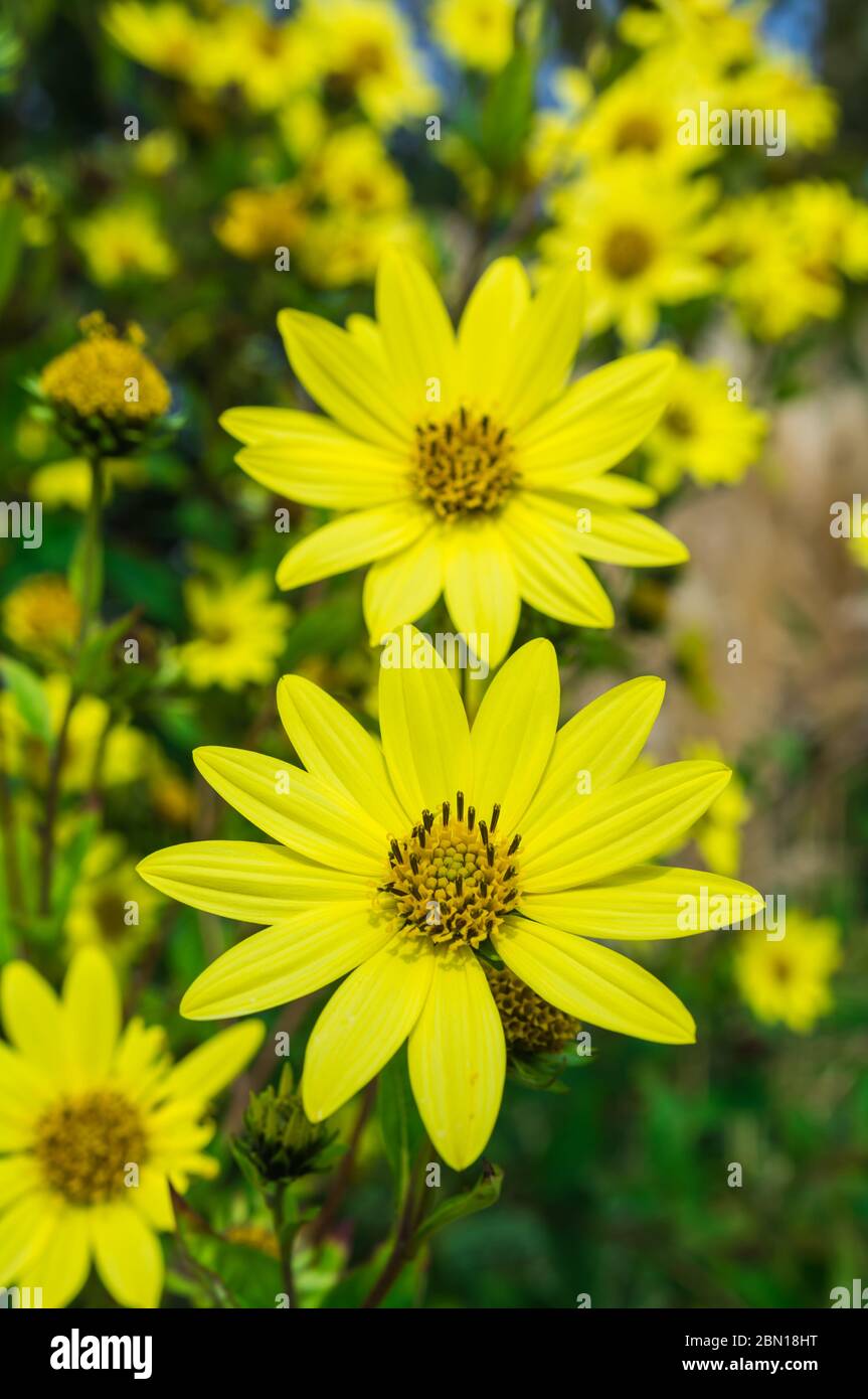 Helianthus 'Lemon Queen' flowers, a perennial sunflower, in early Autumn in West Sussex, England, UK. Portrait. Small yellow sunflower. Stock Photo