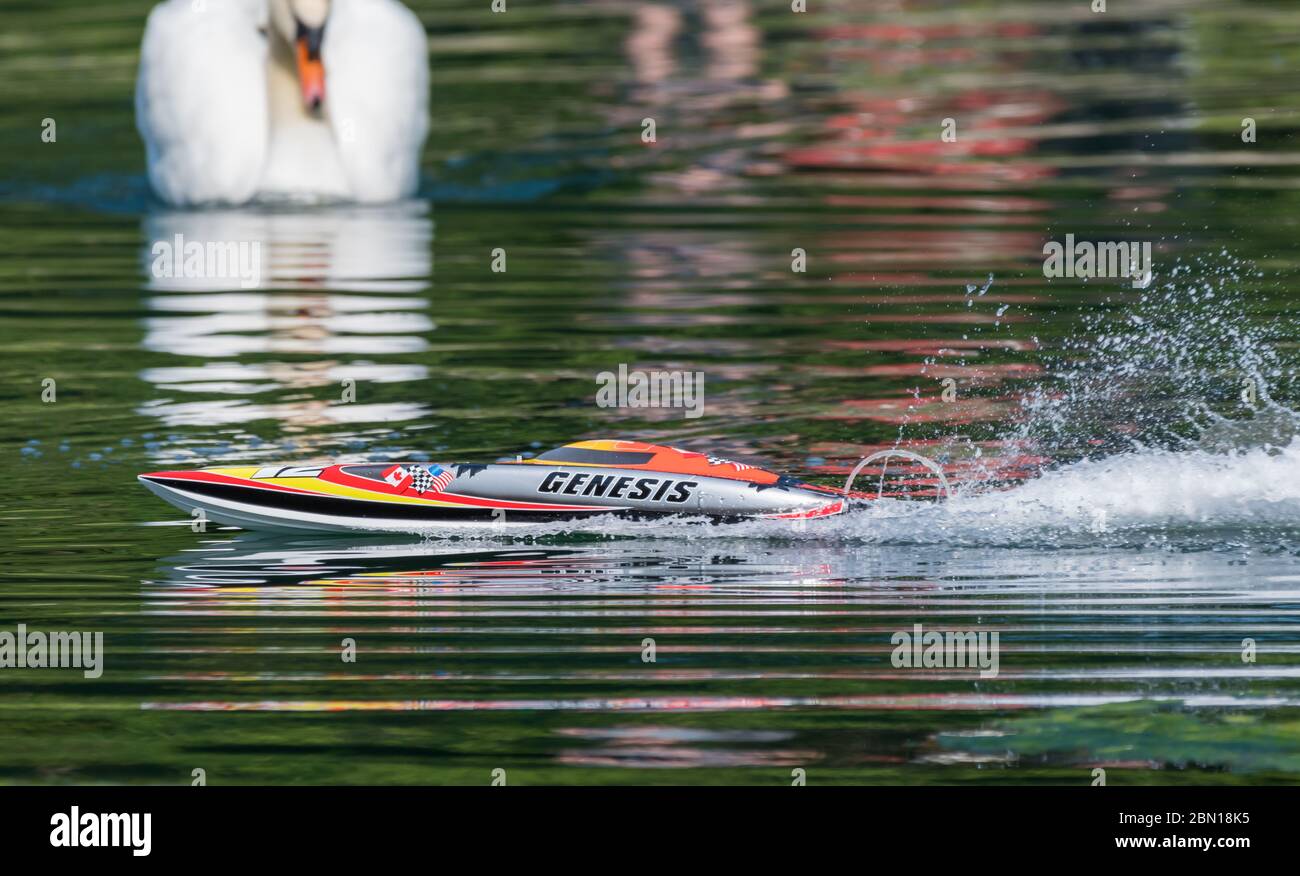 Model radio controlled boat on lake with a swan looking on, disturbed by the remote controlled speedboat. Stock Photo