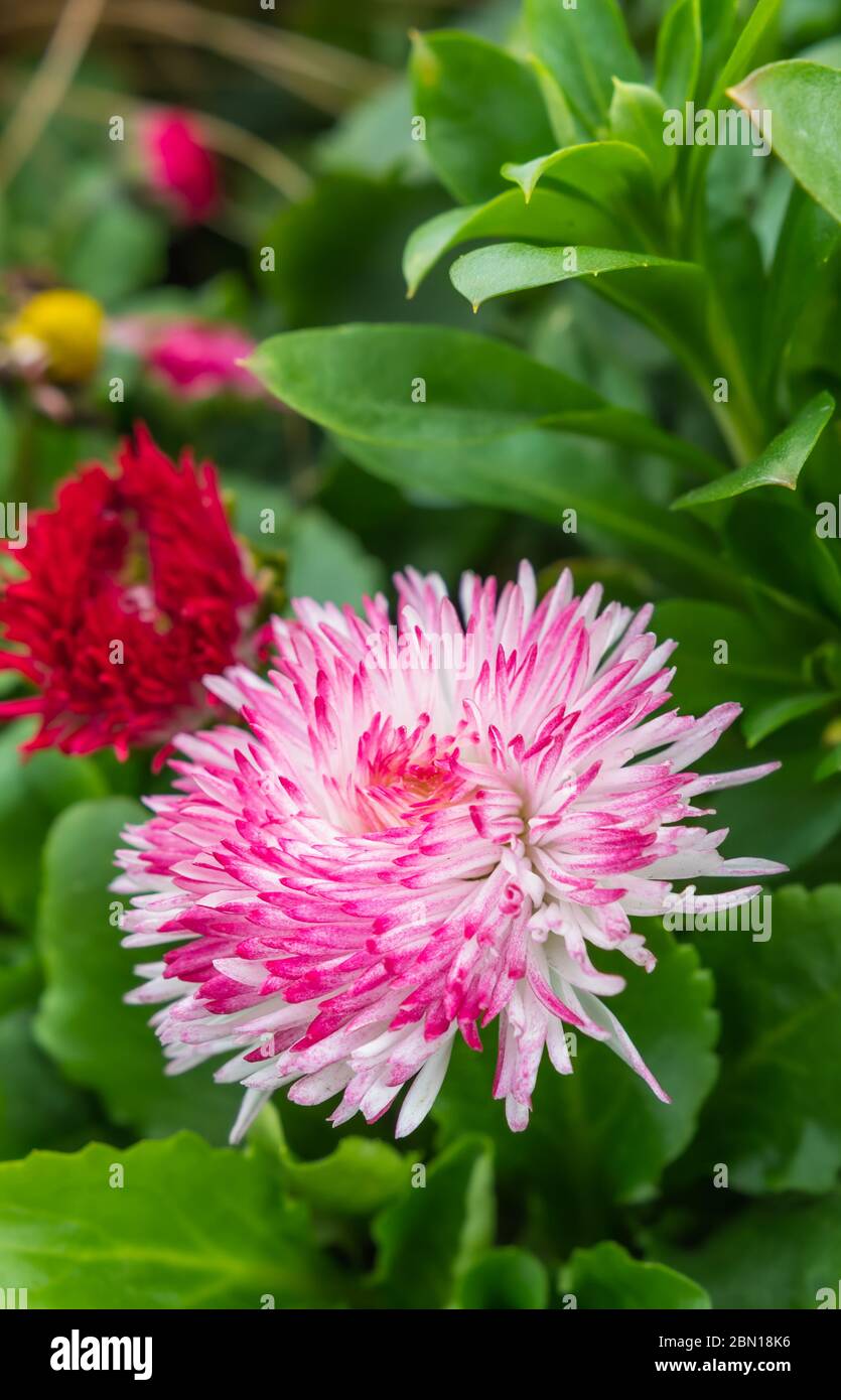Bellis Perennis 'Habanera Mix' pink and white English Daisy from the Habanera series flowering in early Spring in the UK. Single daisy portrait. Stock Photo