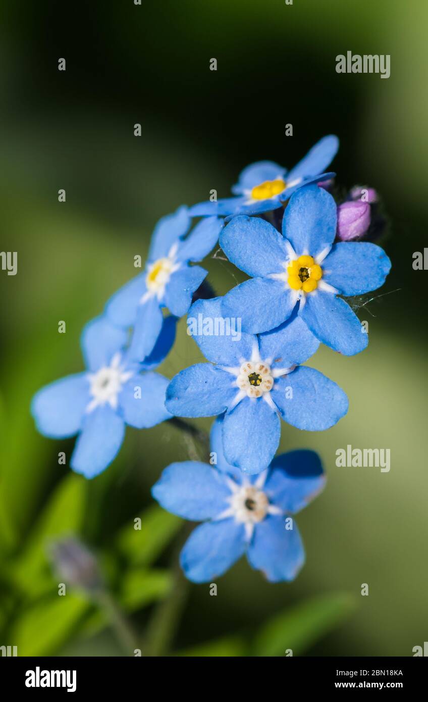 Forget-Me-Nots, AKA Scorpion Grasses, small blue flowers from the genus Myosotis, flowering in late Spring in the UK. Blue Forget-Me-Not. Stock Photo