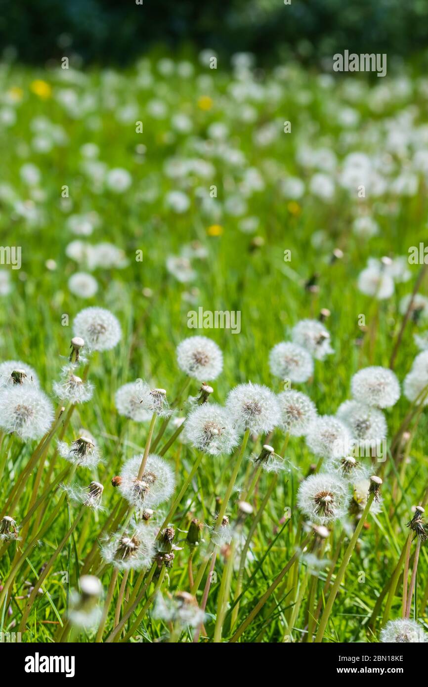 Carpet of white Common Dandelion Seed Heads (Taraxacum), AKA Dandelion Clocks, growing in grassland in late Spring in the UK. Stock Photo