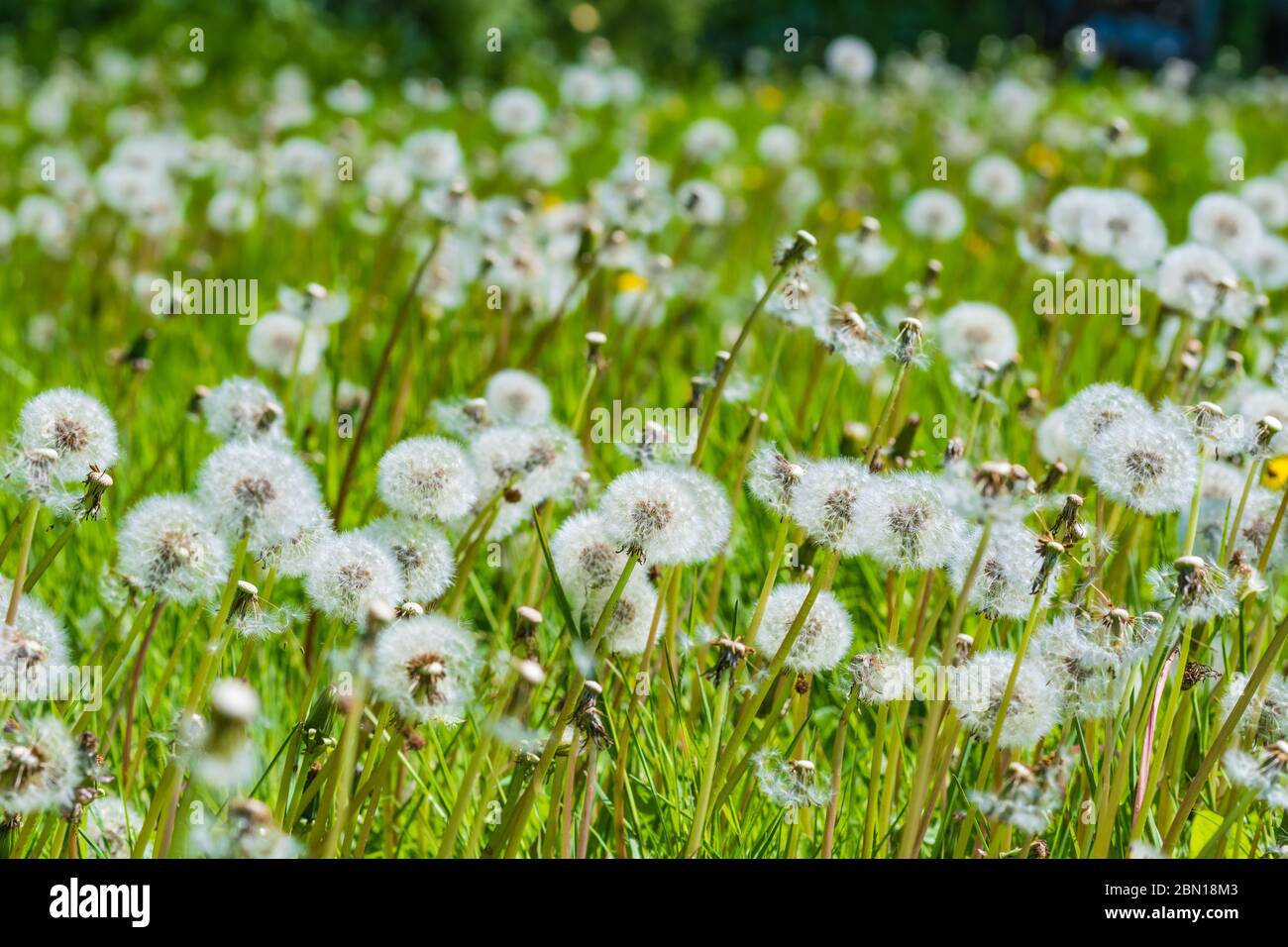 Carpet of white Common Dandelion Seed Heads (Taraxacum), AKA Dandelion Clocks, growing in grassland in late Spring in the UK. Stock Photo
