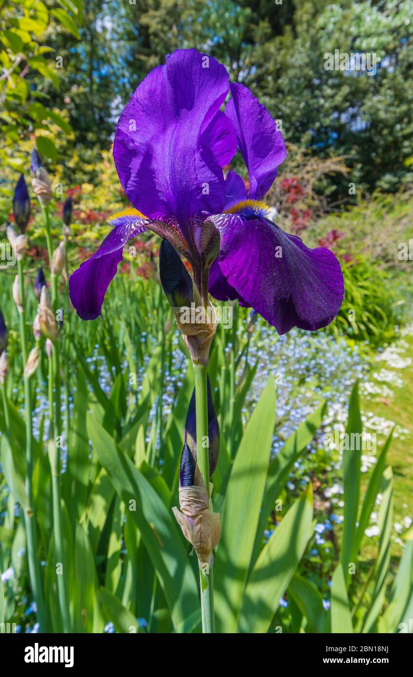 Bearded Iris (Iris germanica), deep purple or violet colours, very large Irises in a garden in Spring (May) in West Sussex, UK. Portrait. Vertical. Stock Photo