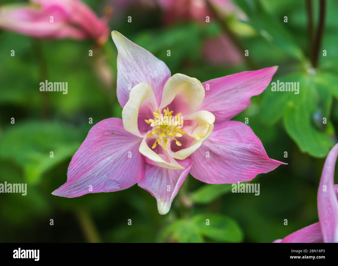 Single pink & yellow flower from a Aquilegia 'Spring Magic Rose & White' plant from the Spring Magic Series, flowering in Spring, UK. Flora. Stock Photo