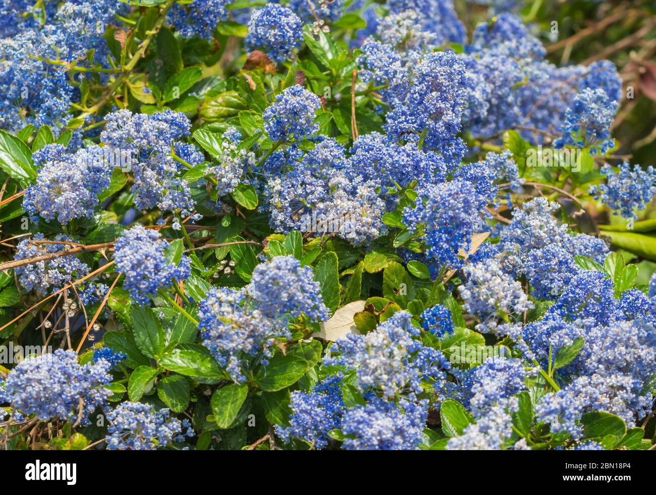 Californian lilac (Ceanothus) plant with blue flowers in Spring (May) in West Sussex, England, UK. Stock Photo