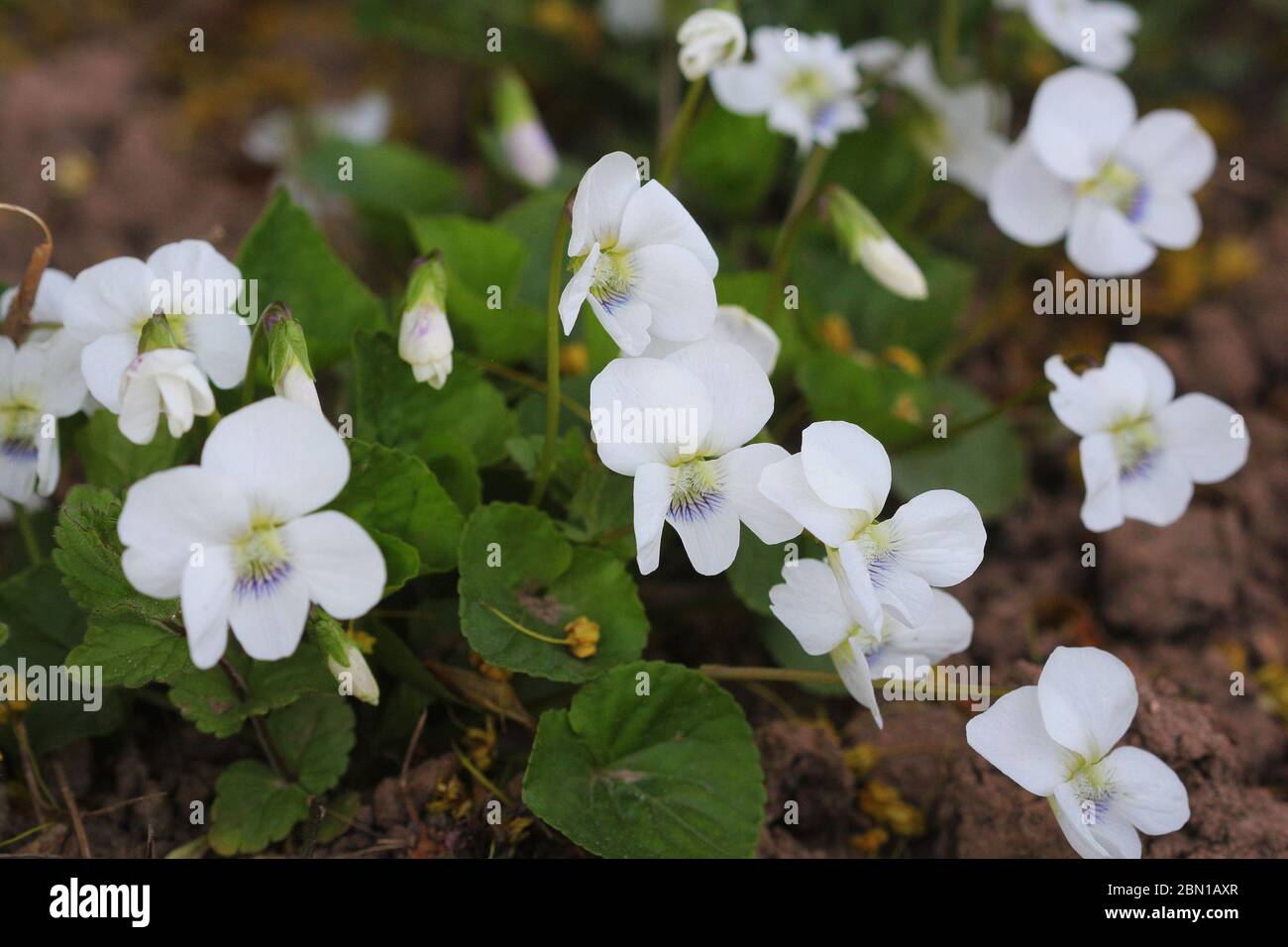 White violet odorata. Blooming violet with white petals Stock Photo
