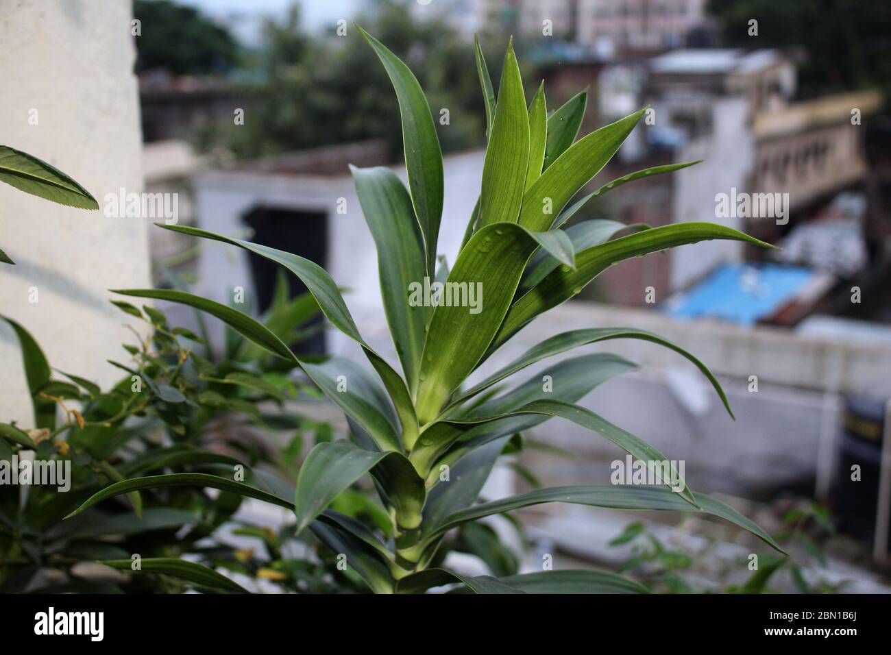 angustifolia, Dracaena reflexa, D.marginata, Asparagaceae, home decorative  plant nature growing in an organic home garden Stock Photo - Alamy