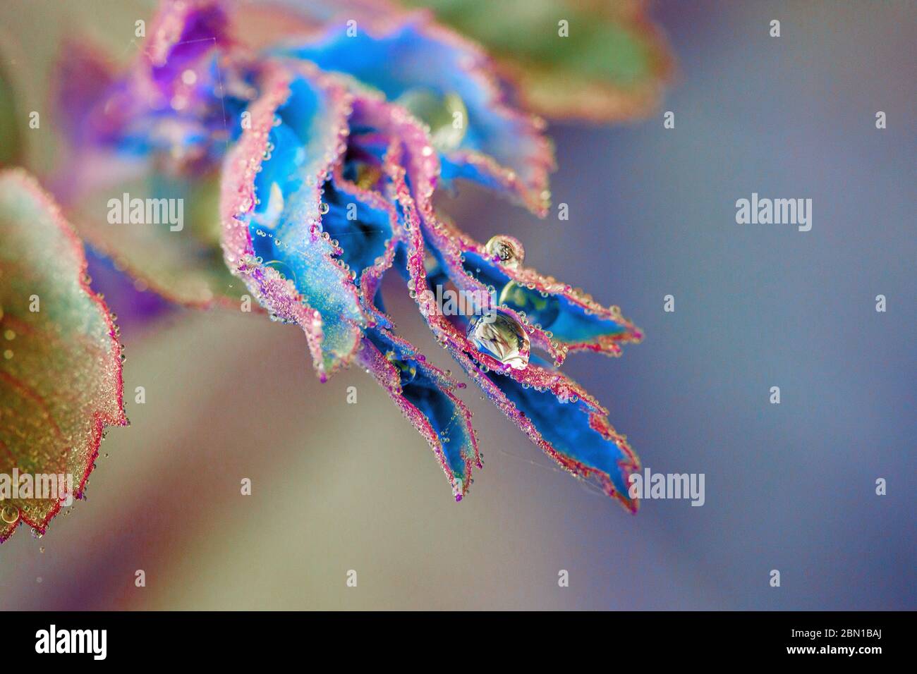 colour effect of leaf with water drops Stock Photo - Alamy